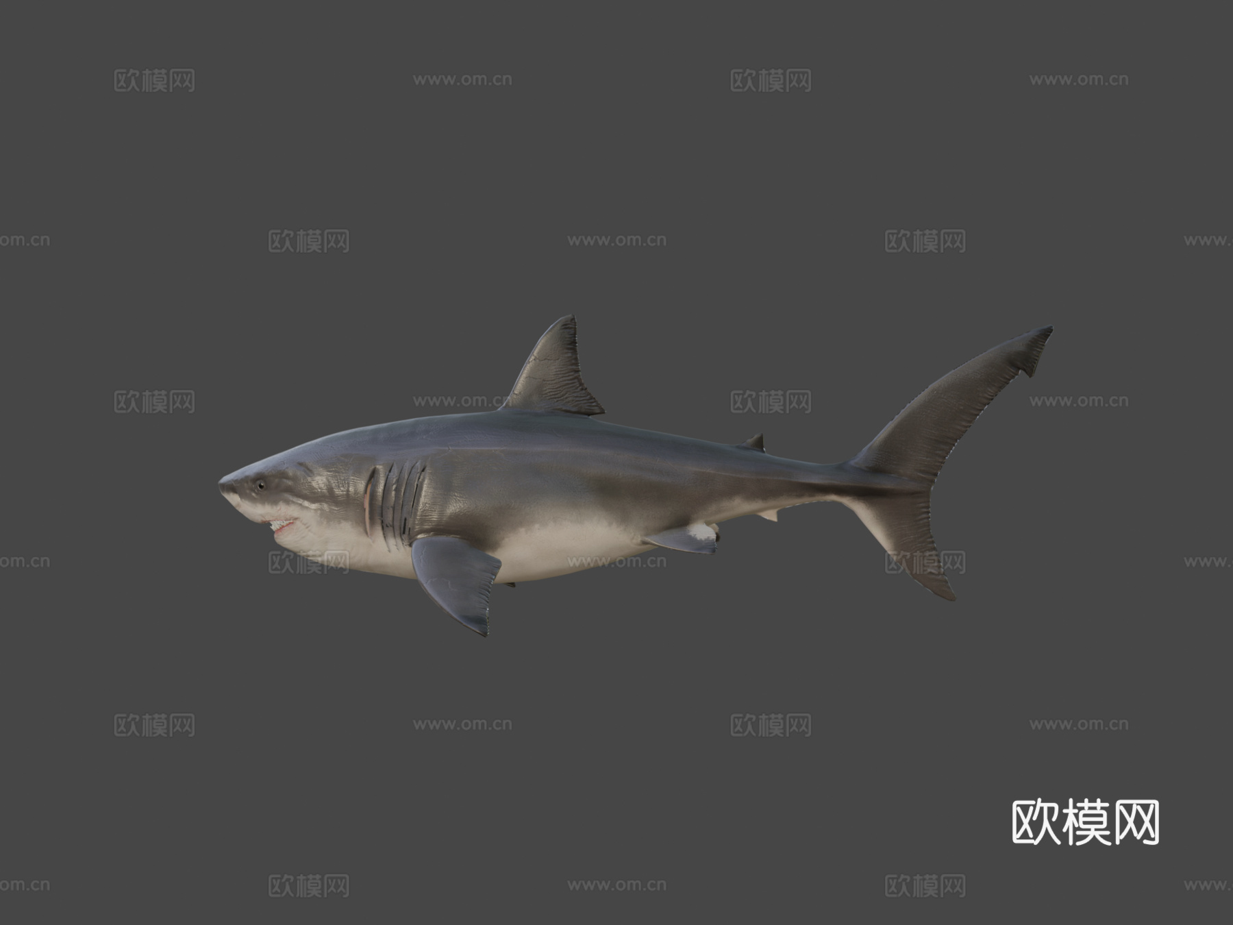 巨齿鲨3d模型
