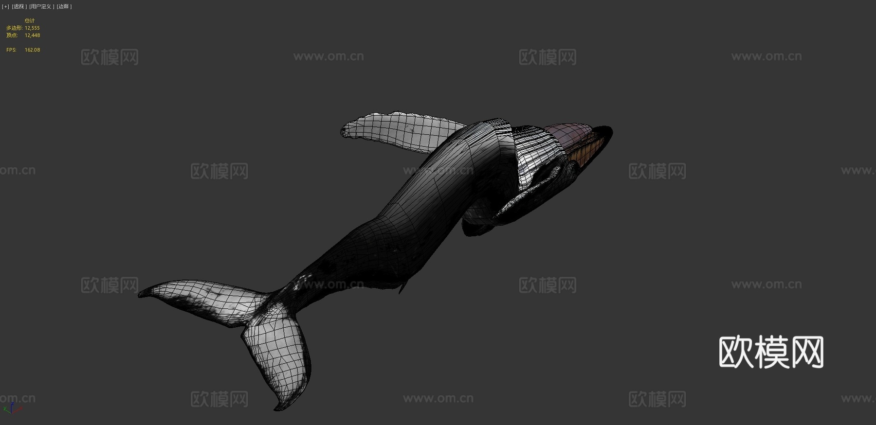 座头鲸3d模型