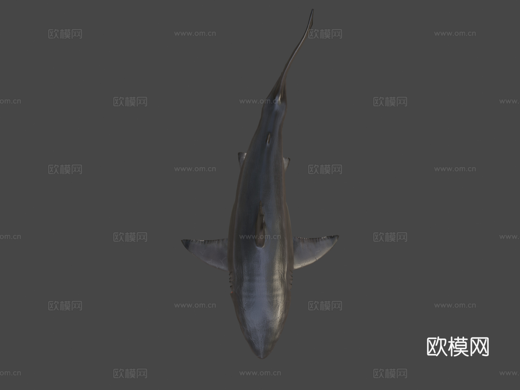 巨齿鲨3d模型