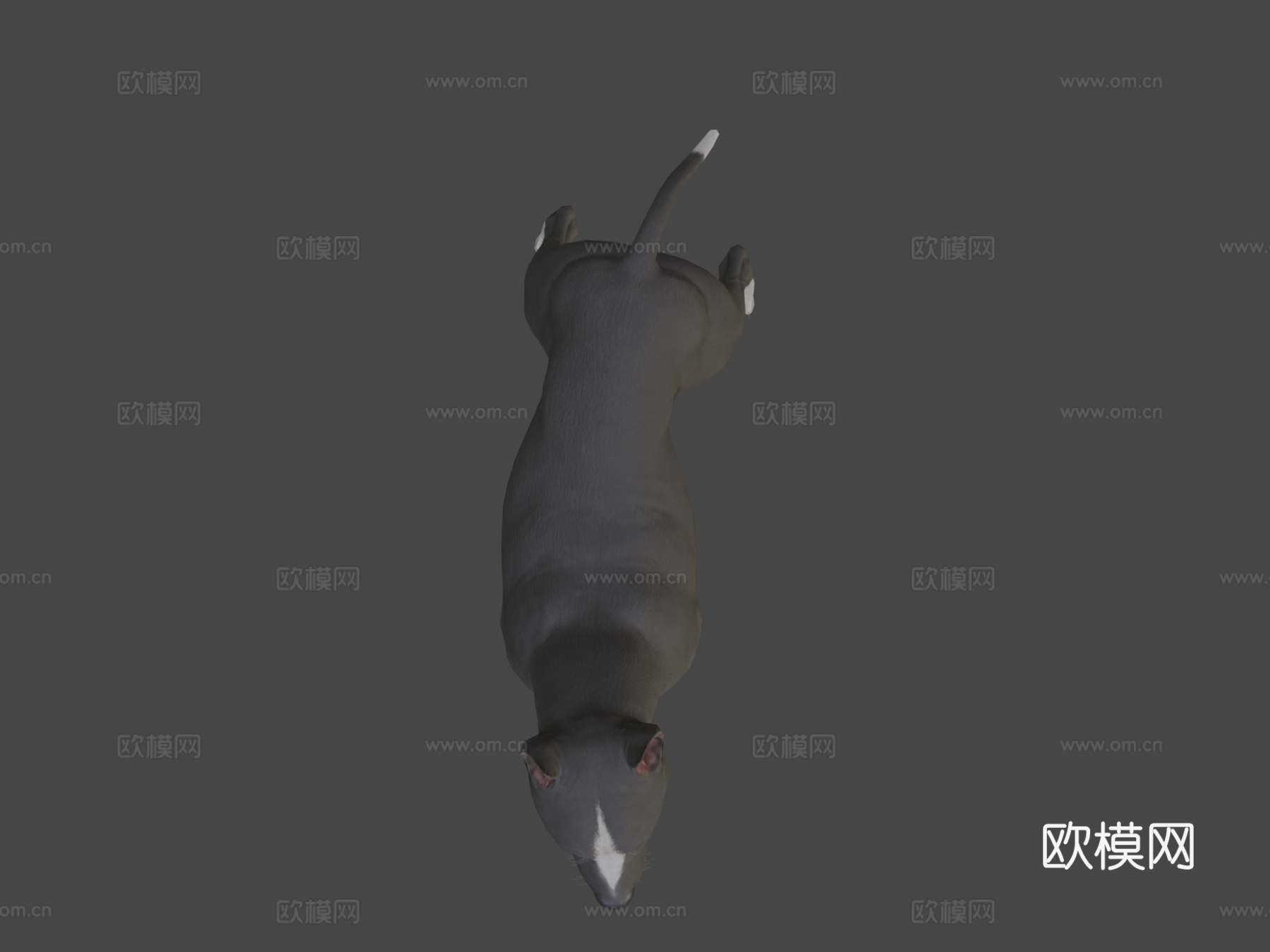 比特犬3d模型