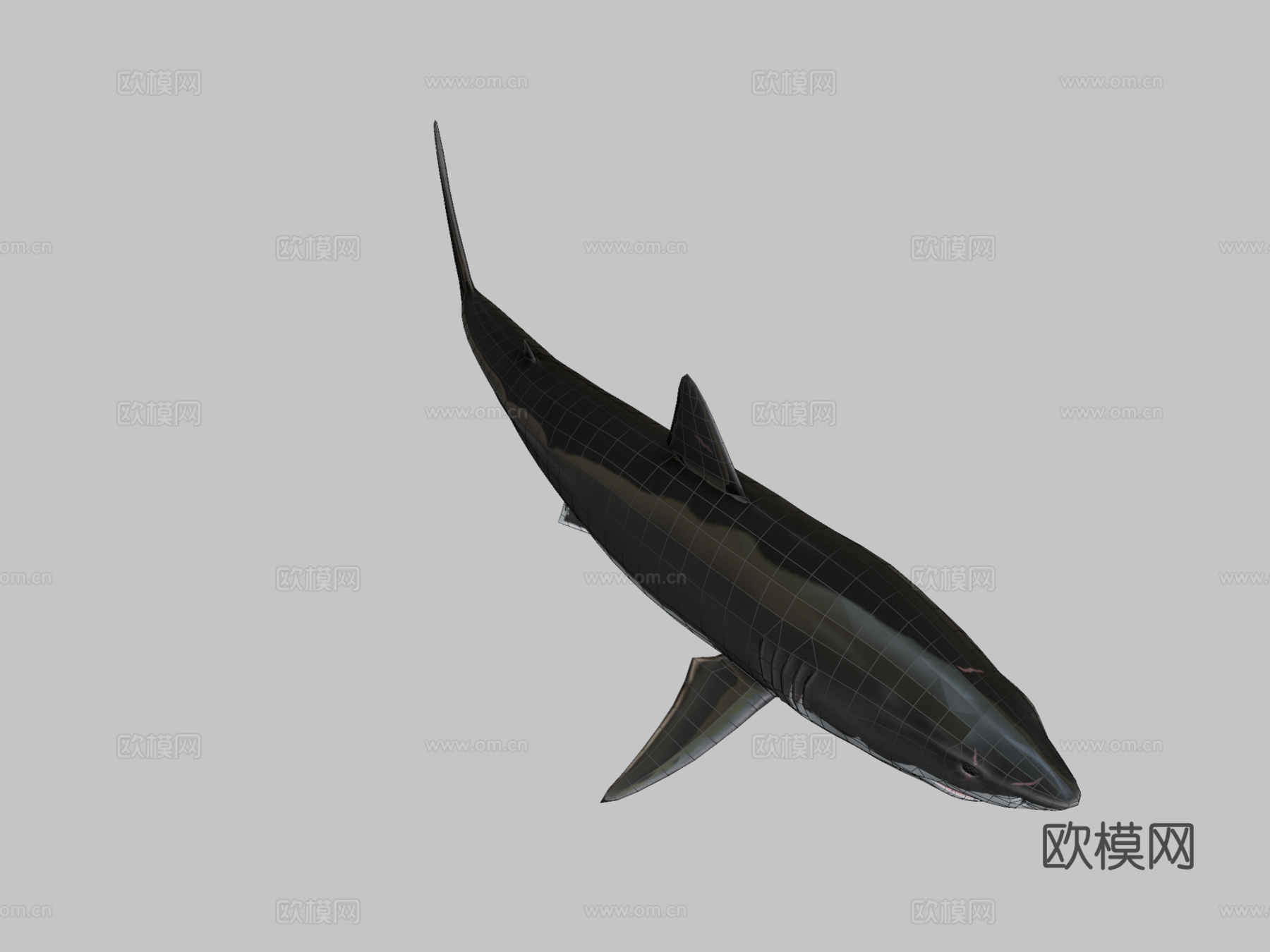 大白鲨3d模型