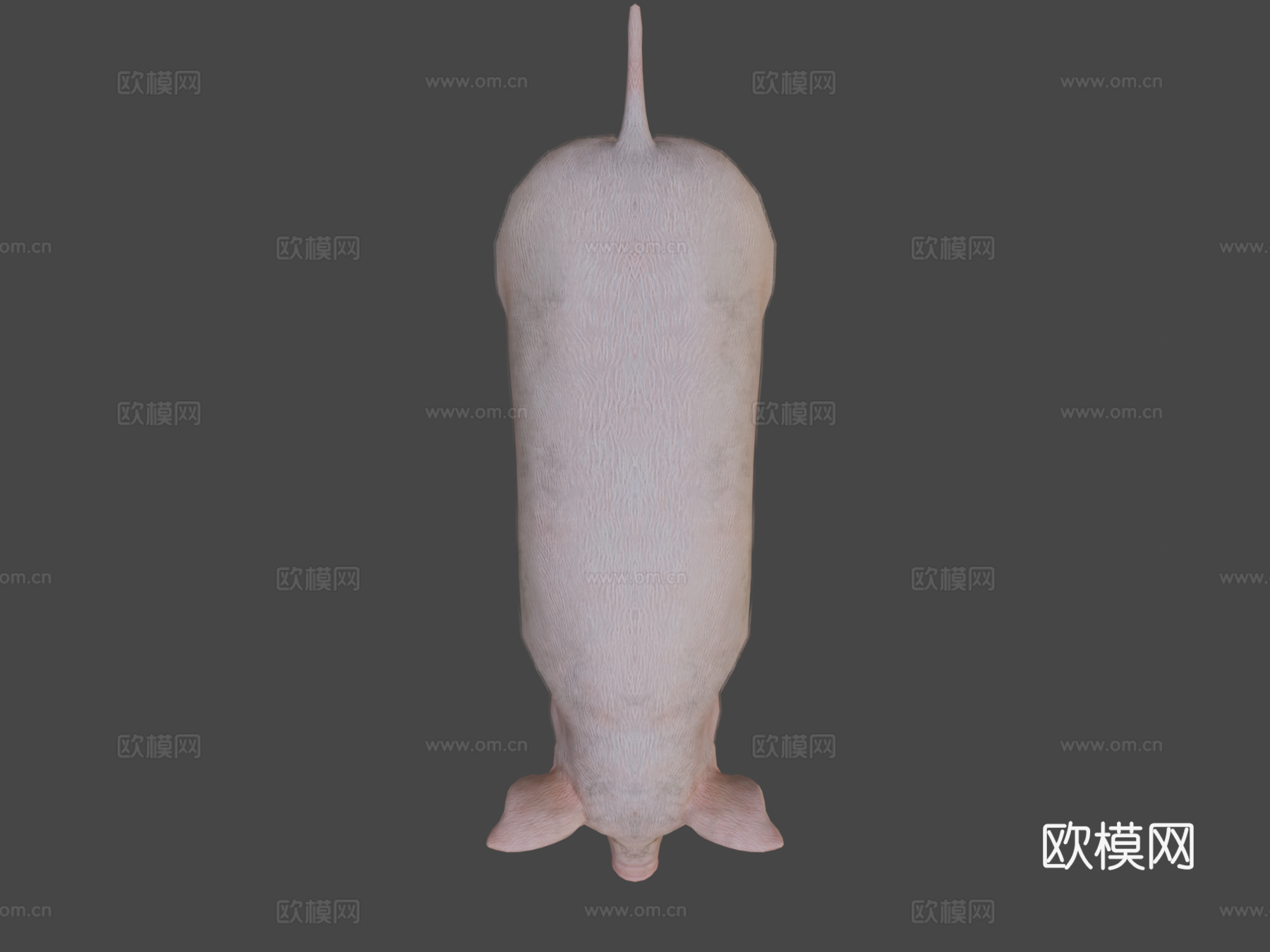 猪动画3d模型