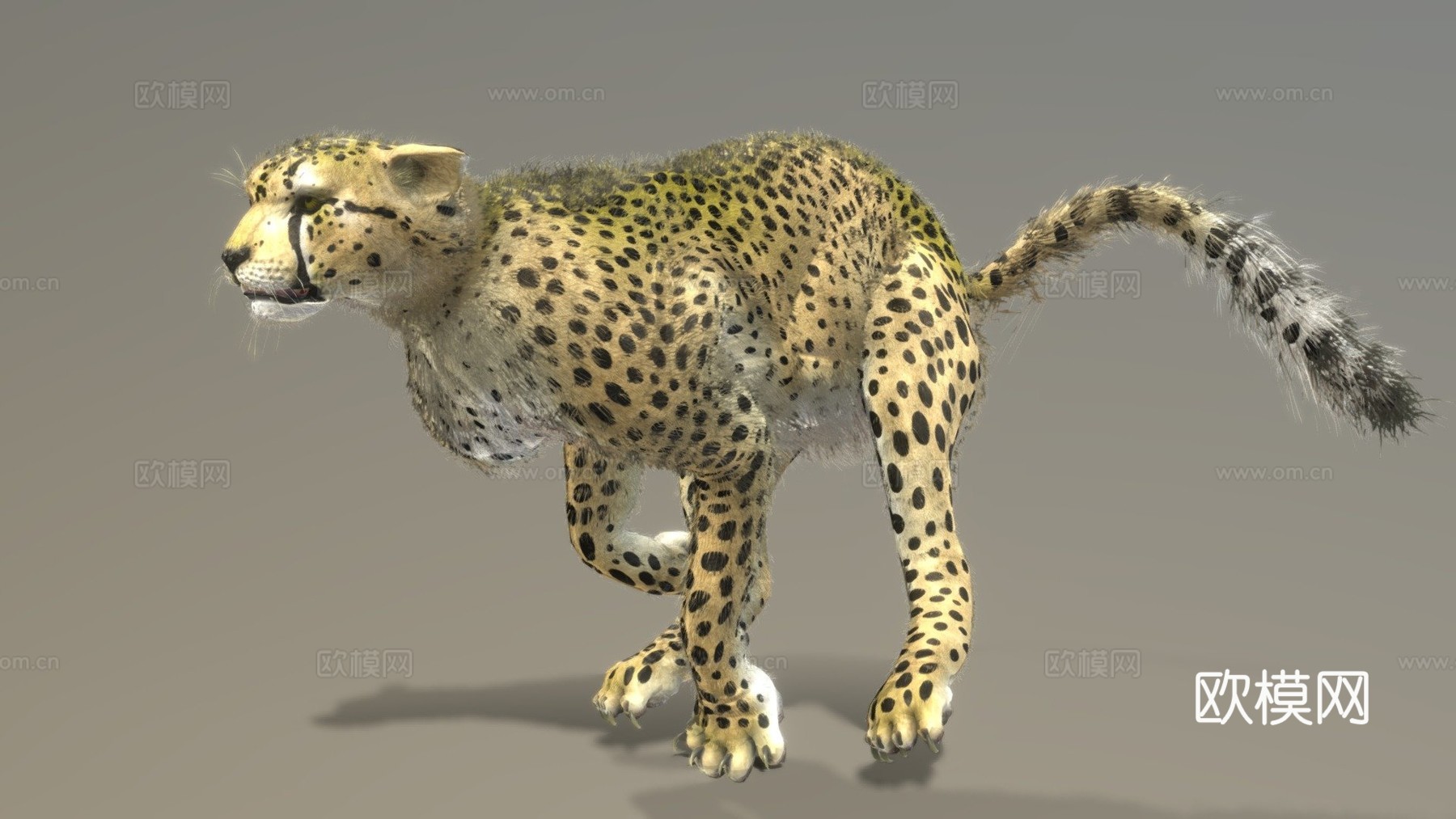 猎豹3d模型