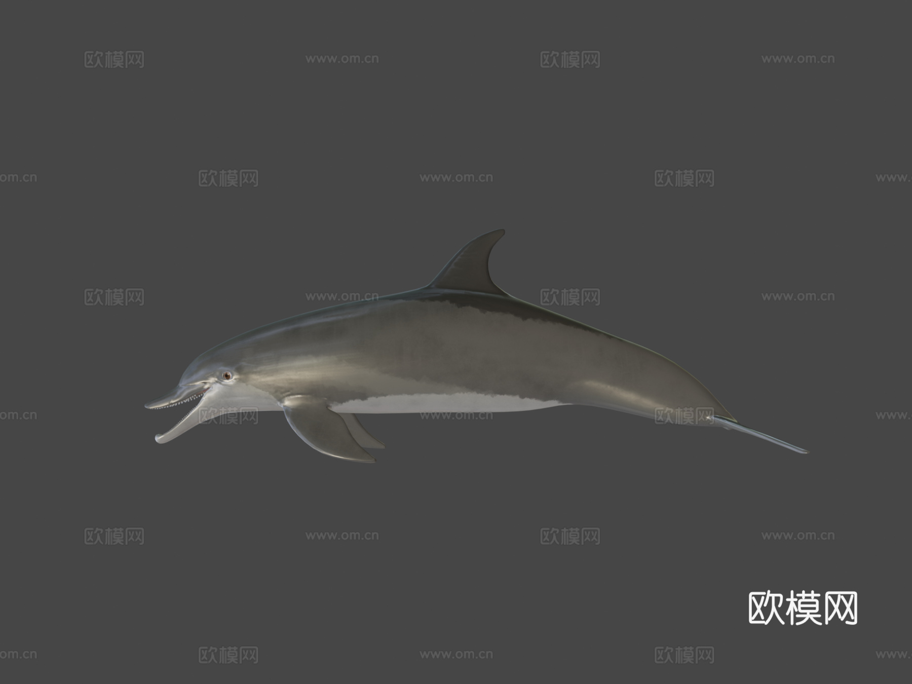海豚3d模型