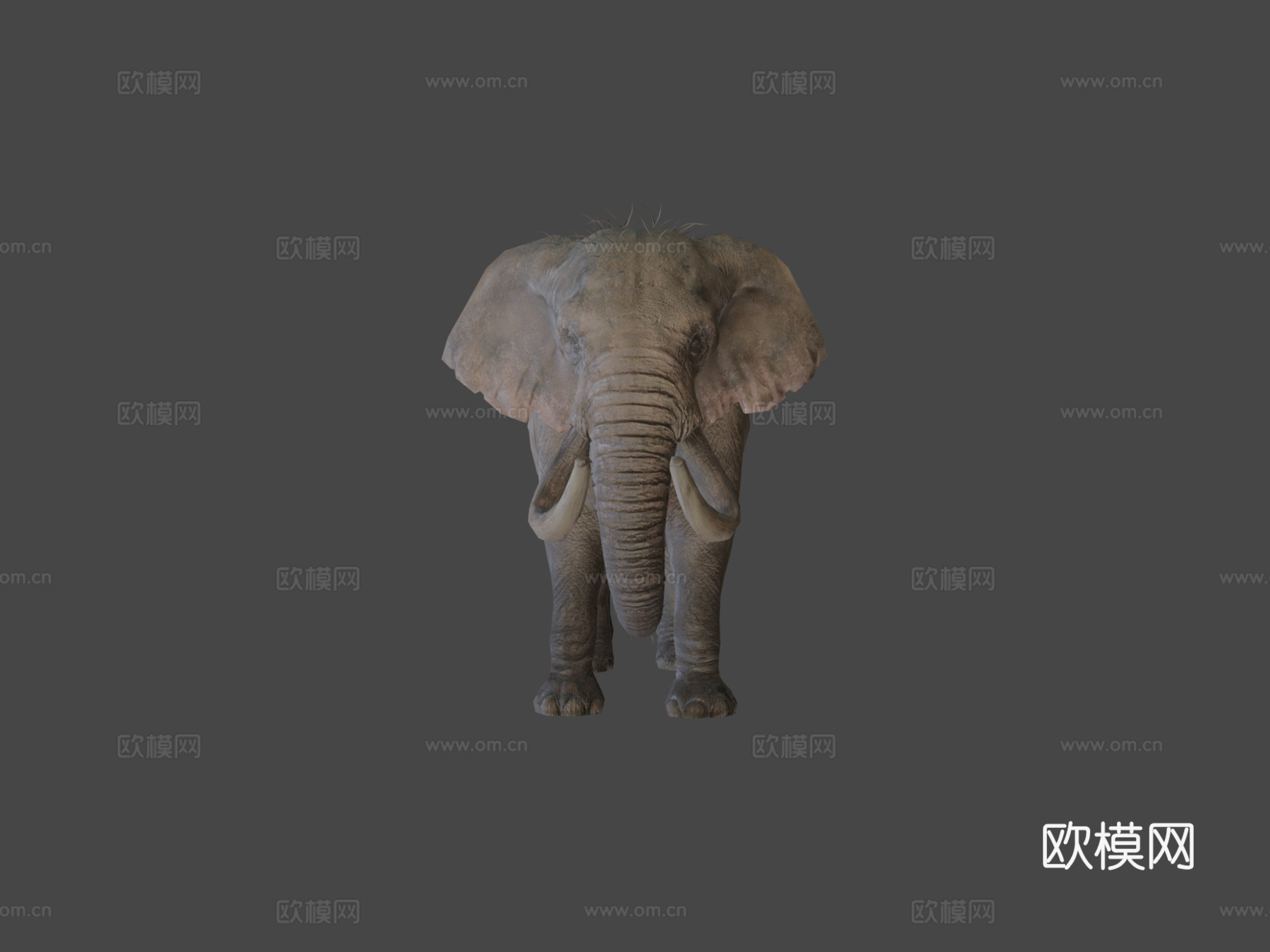 大象待机动画3d模型