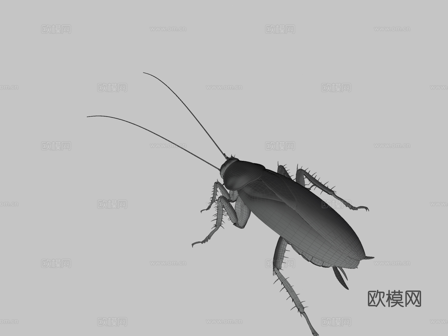 美洲蟑螂3d模型