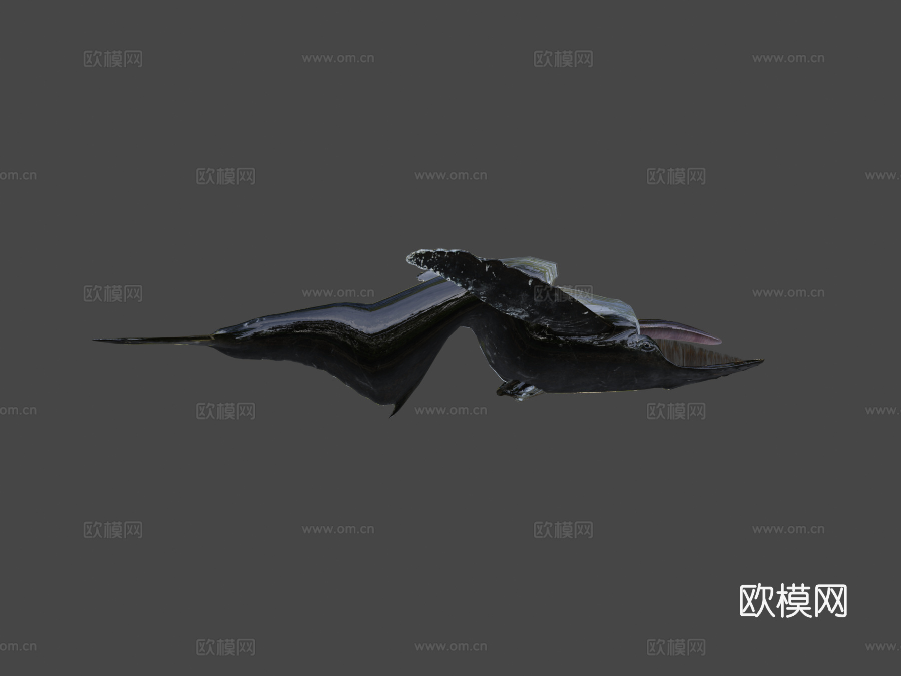 座头鲸3d模型