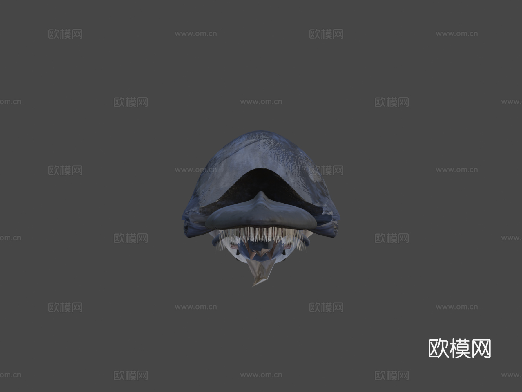 蓝鲸3d模型