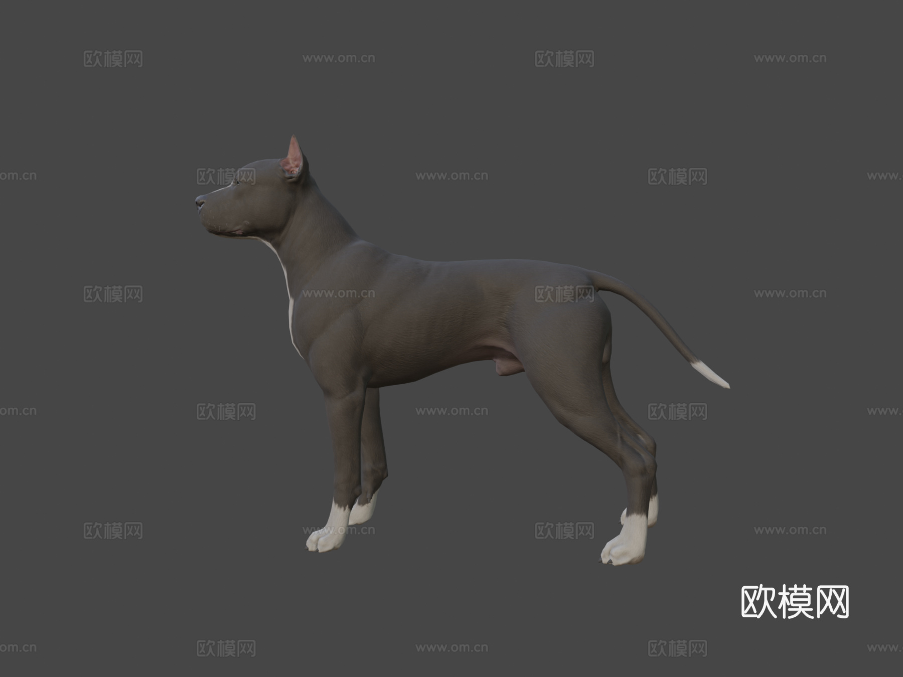比特犬3d模型