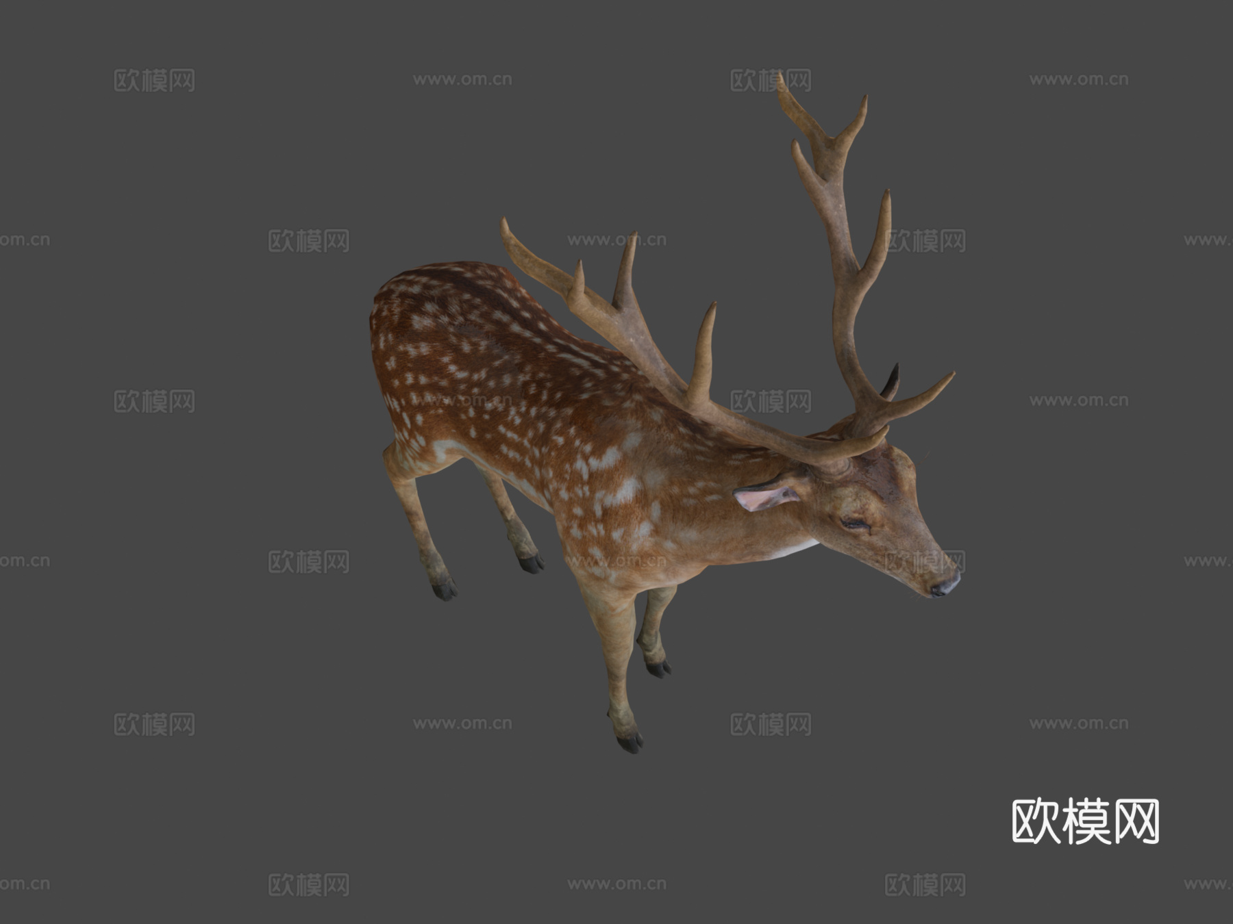 雄鹿3d模型