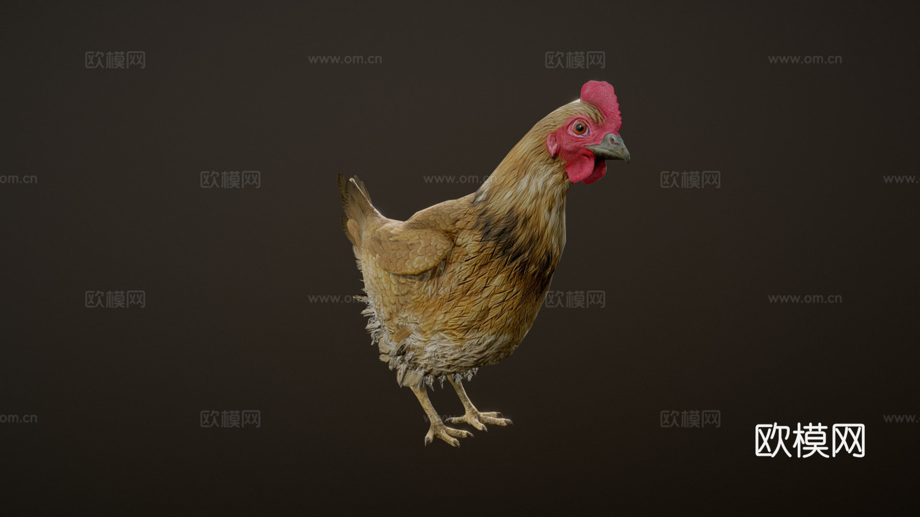 小鸡动画3d模型