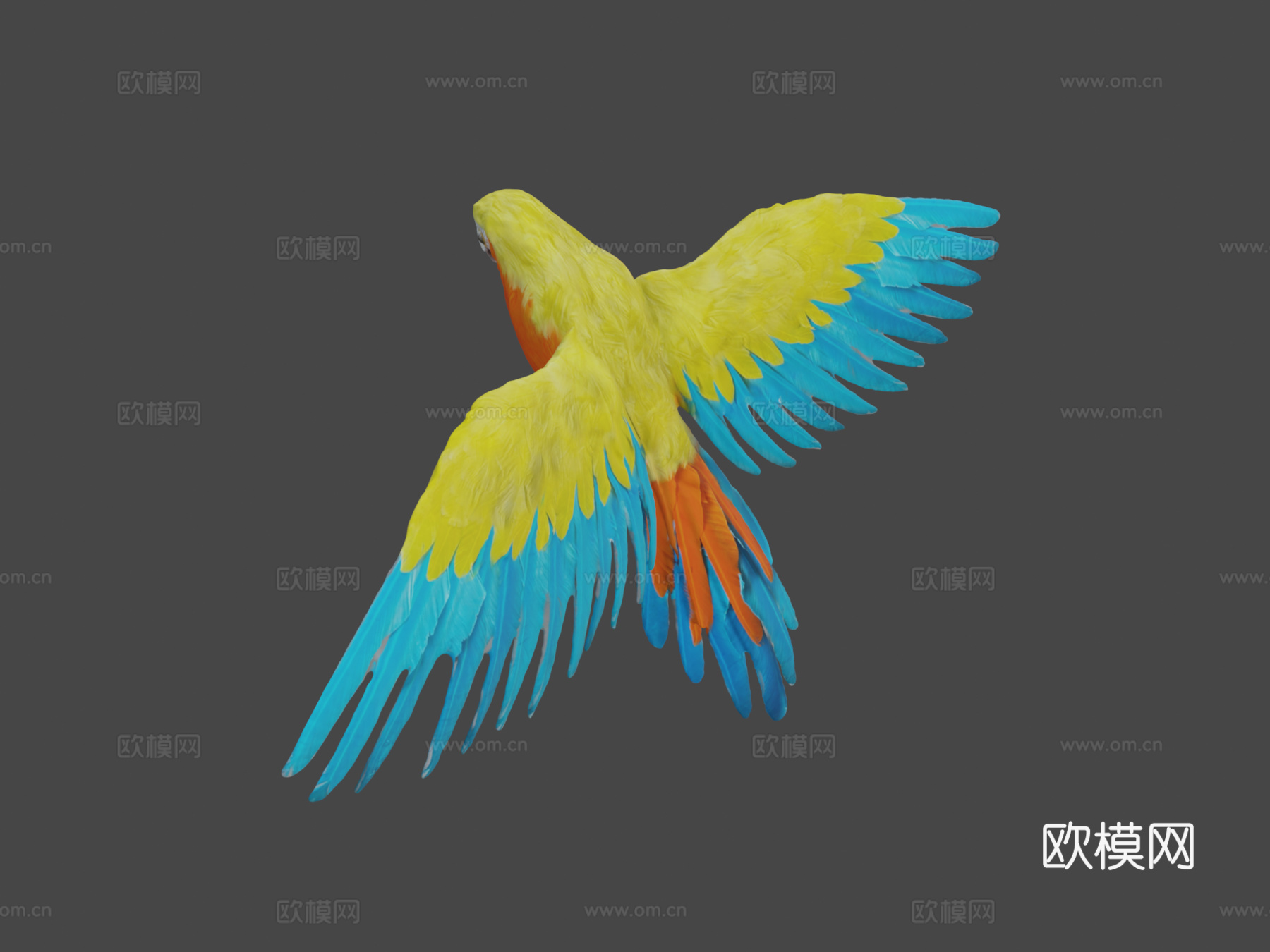 鹦鹉-由RevopointMIRACO3D扫描3d模型