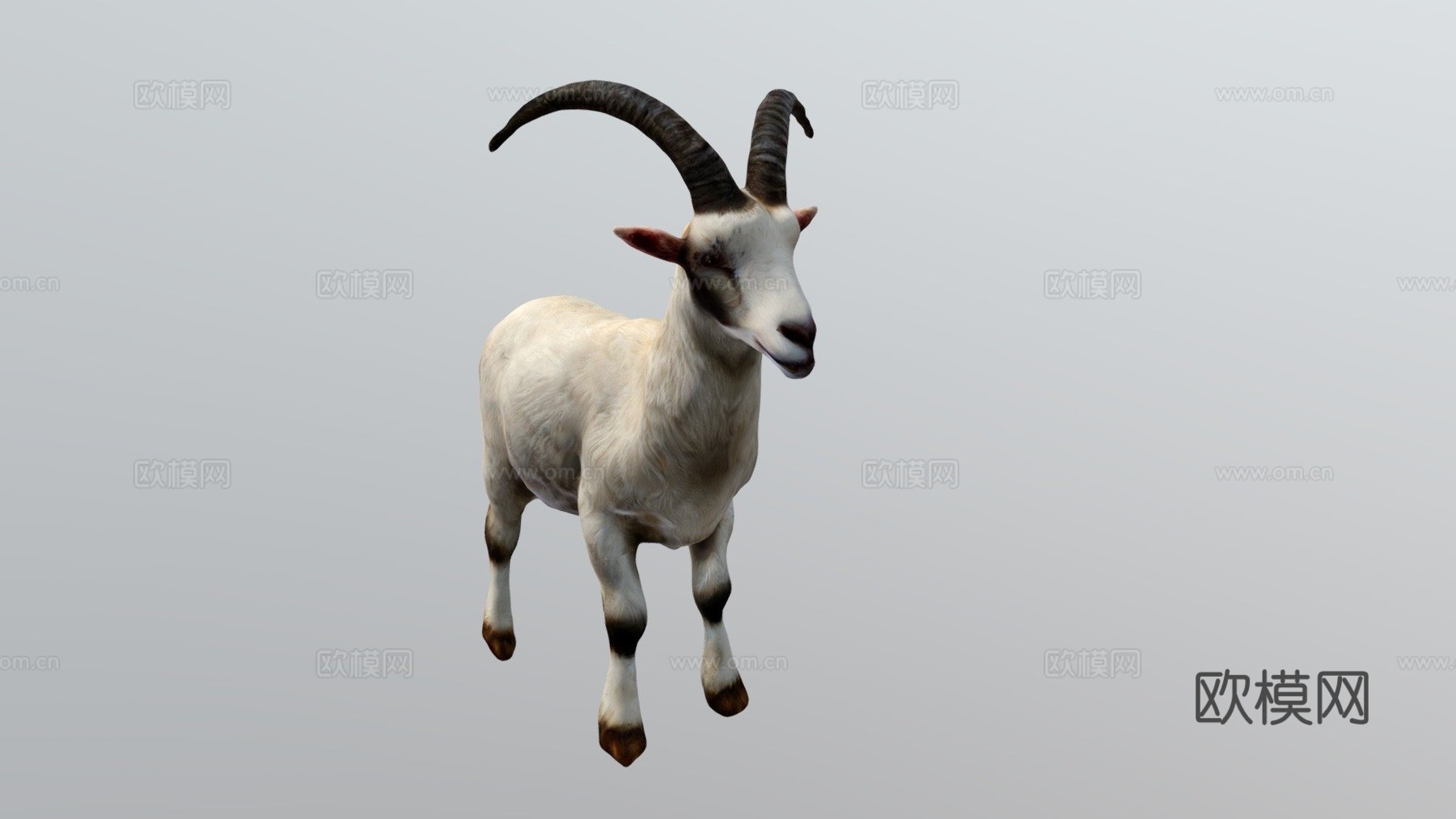 山羊3d模型