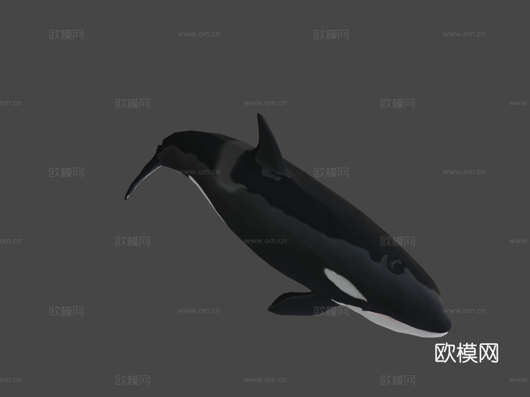 雌性虎鲸3d模型