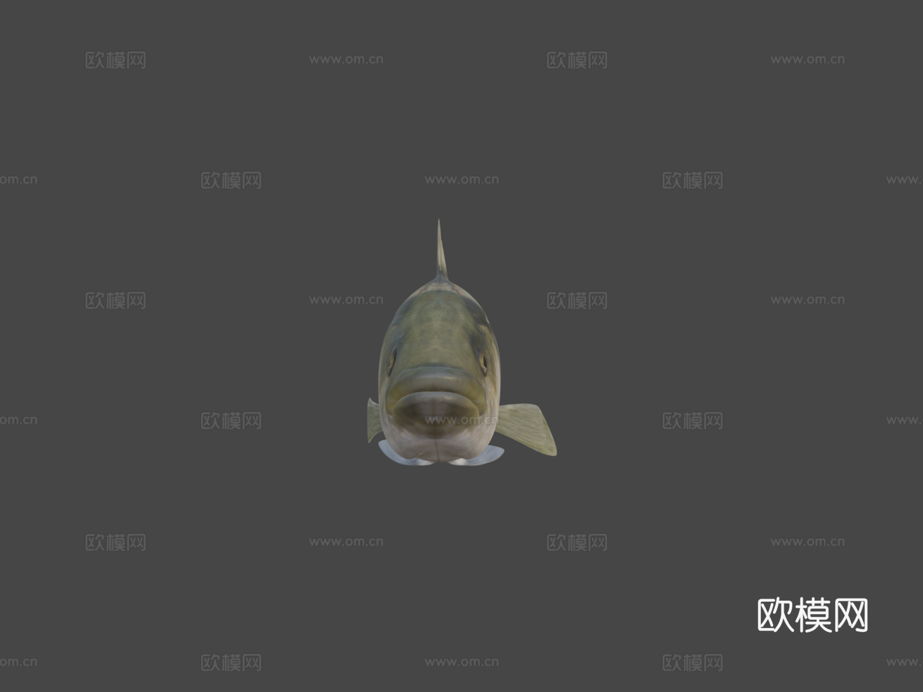 模型69A-条纹鲈鱼3d模型