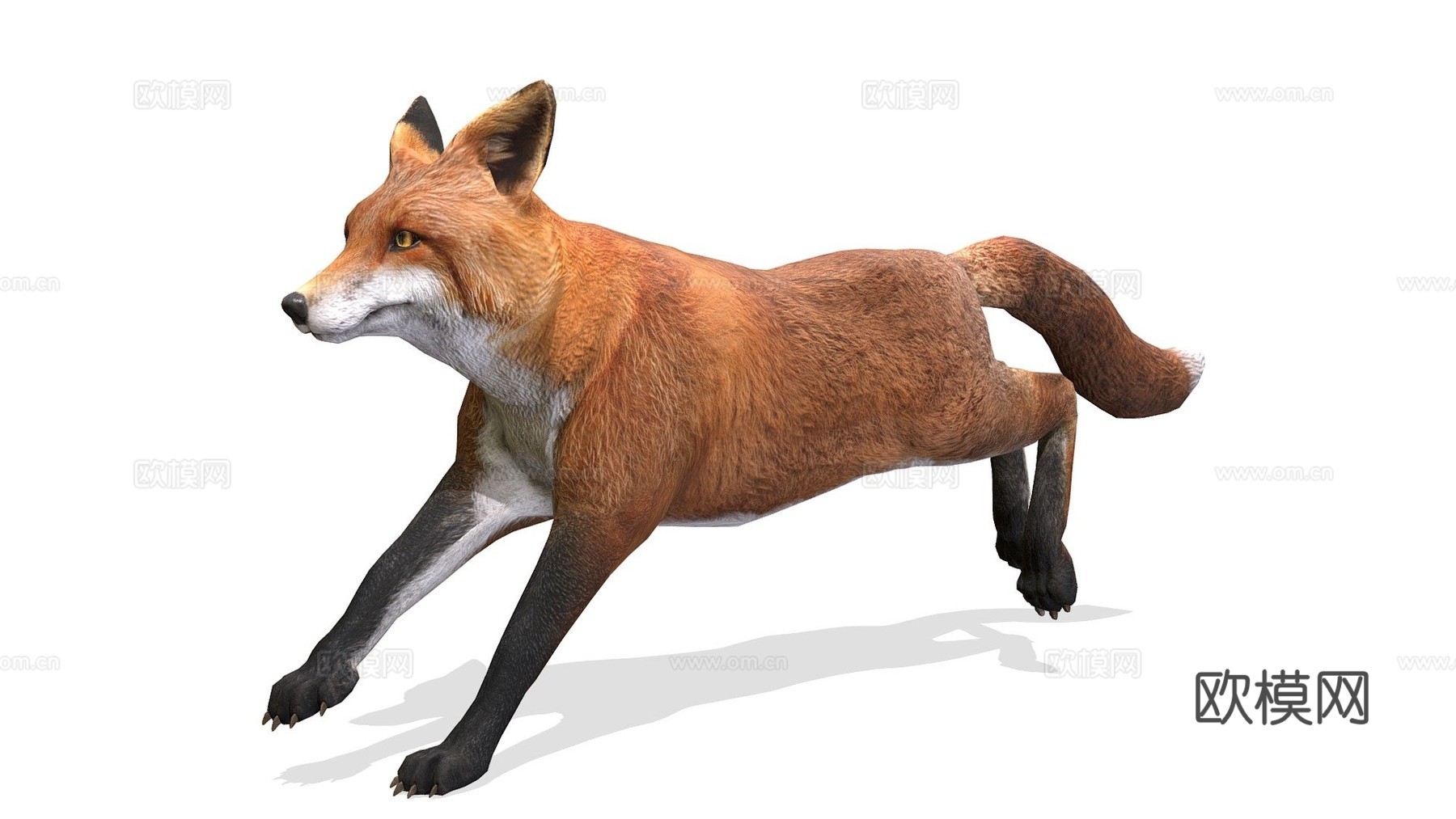 雄性狐狸3d模型
