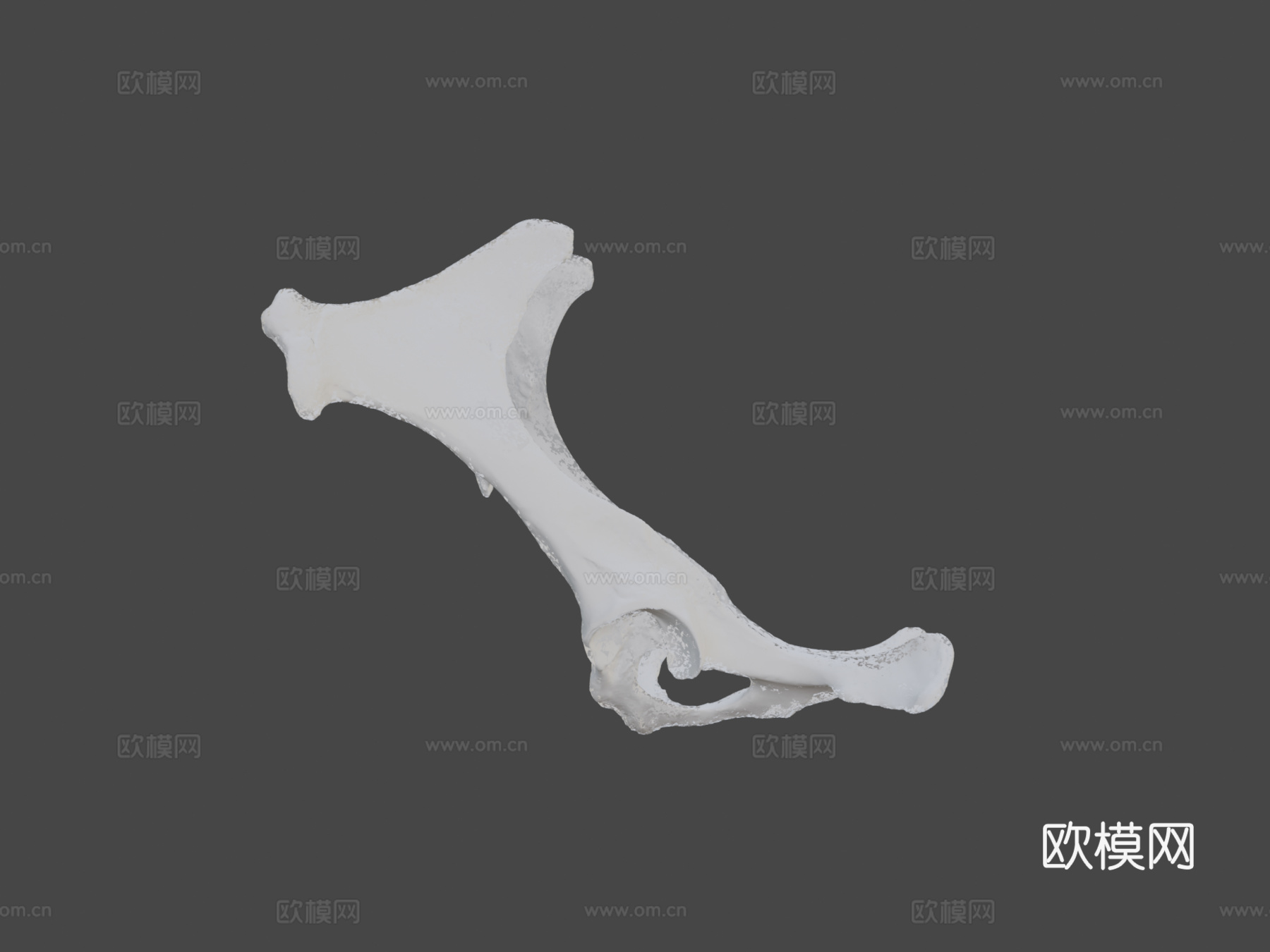 骨盆(髋骨)驴子3d模型