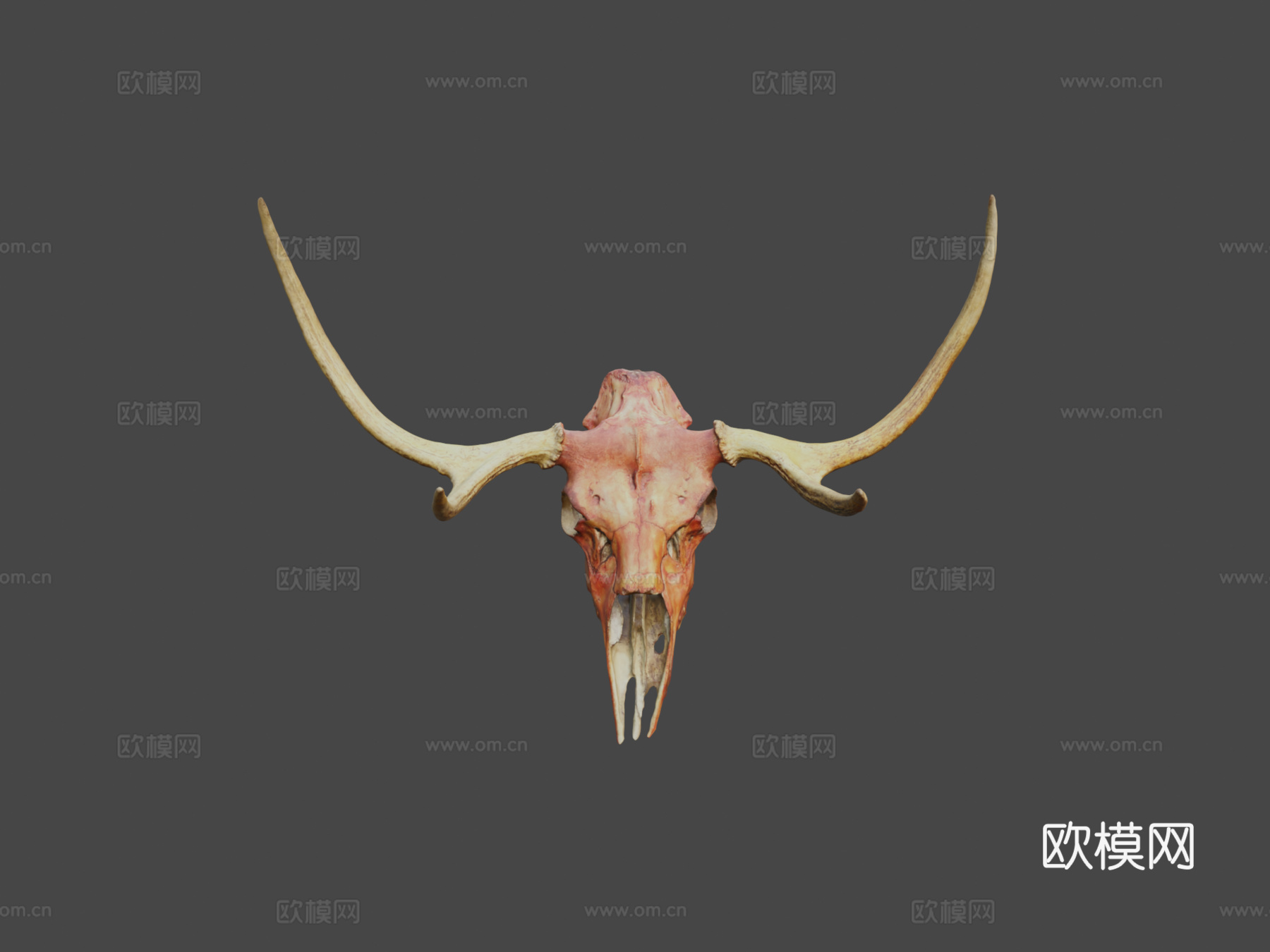 鹿头骨-照片扫描3d模型