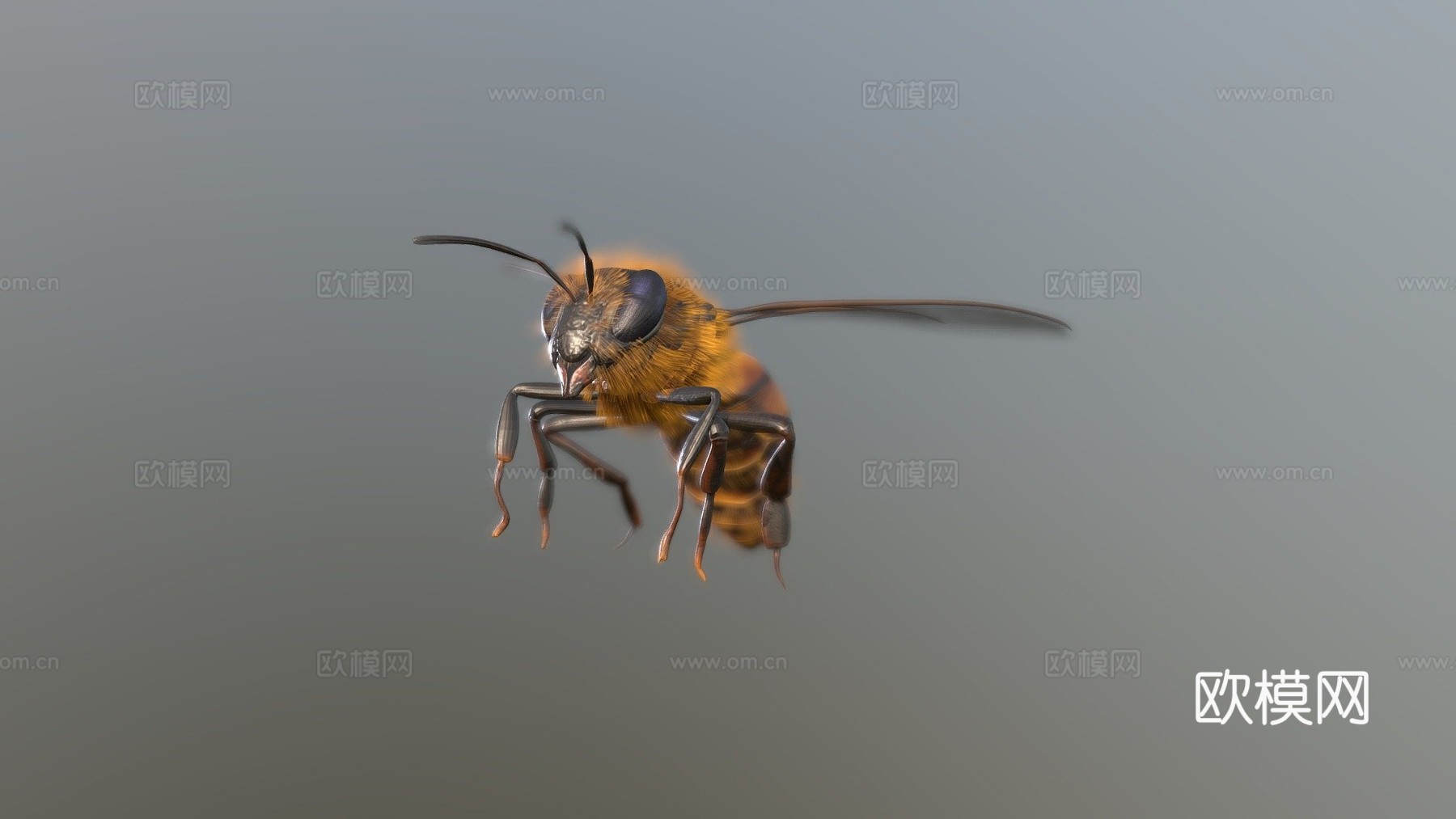 蜜蜂3d模型
