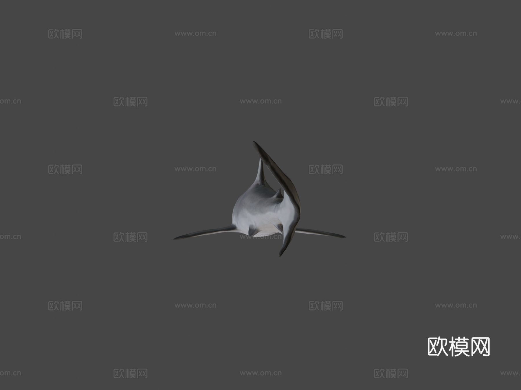 A模型-加勒比礁鲨3d模型