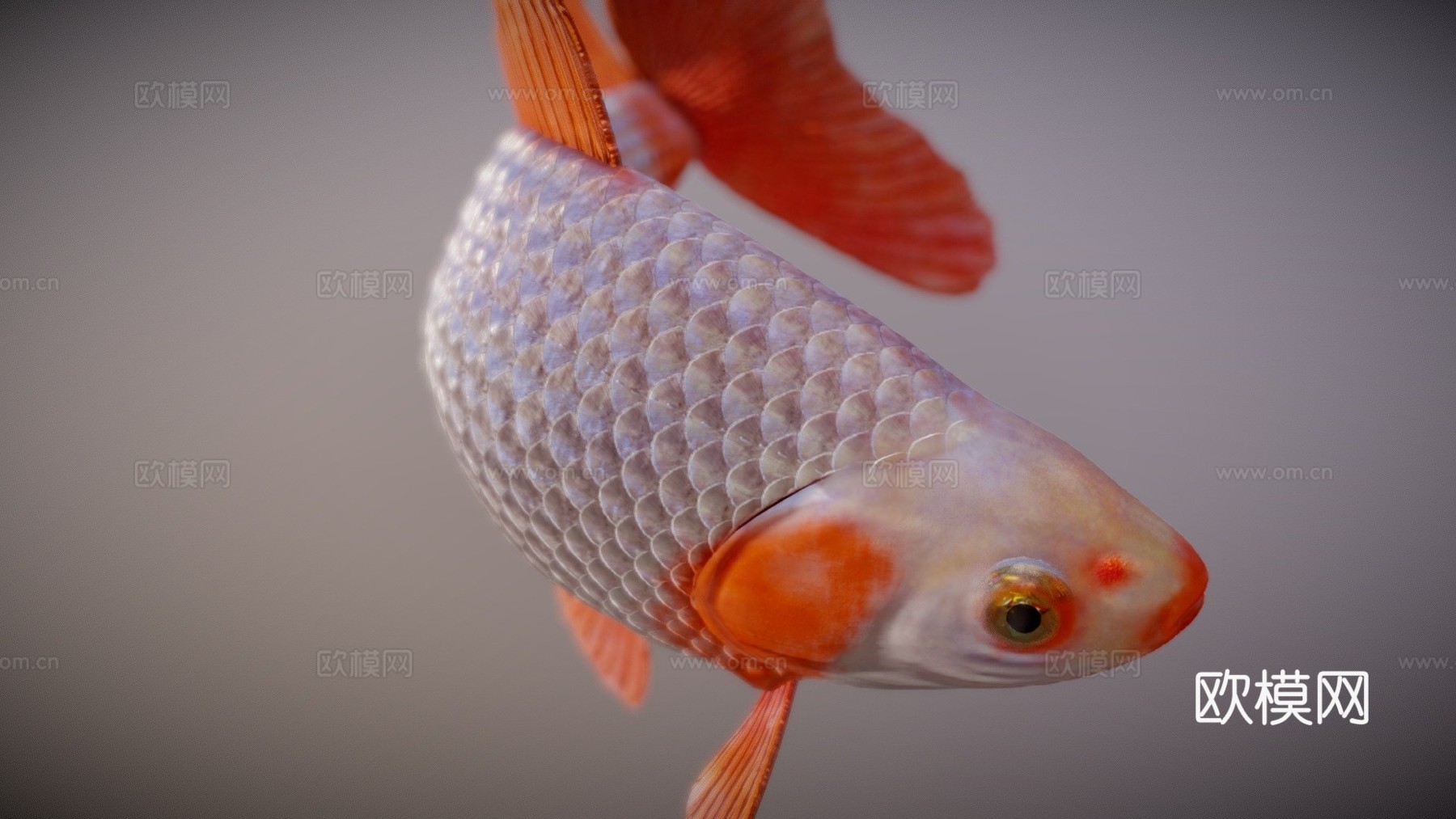 地金金鱼3d模型