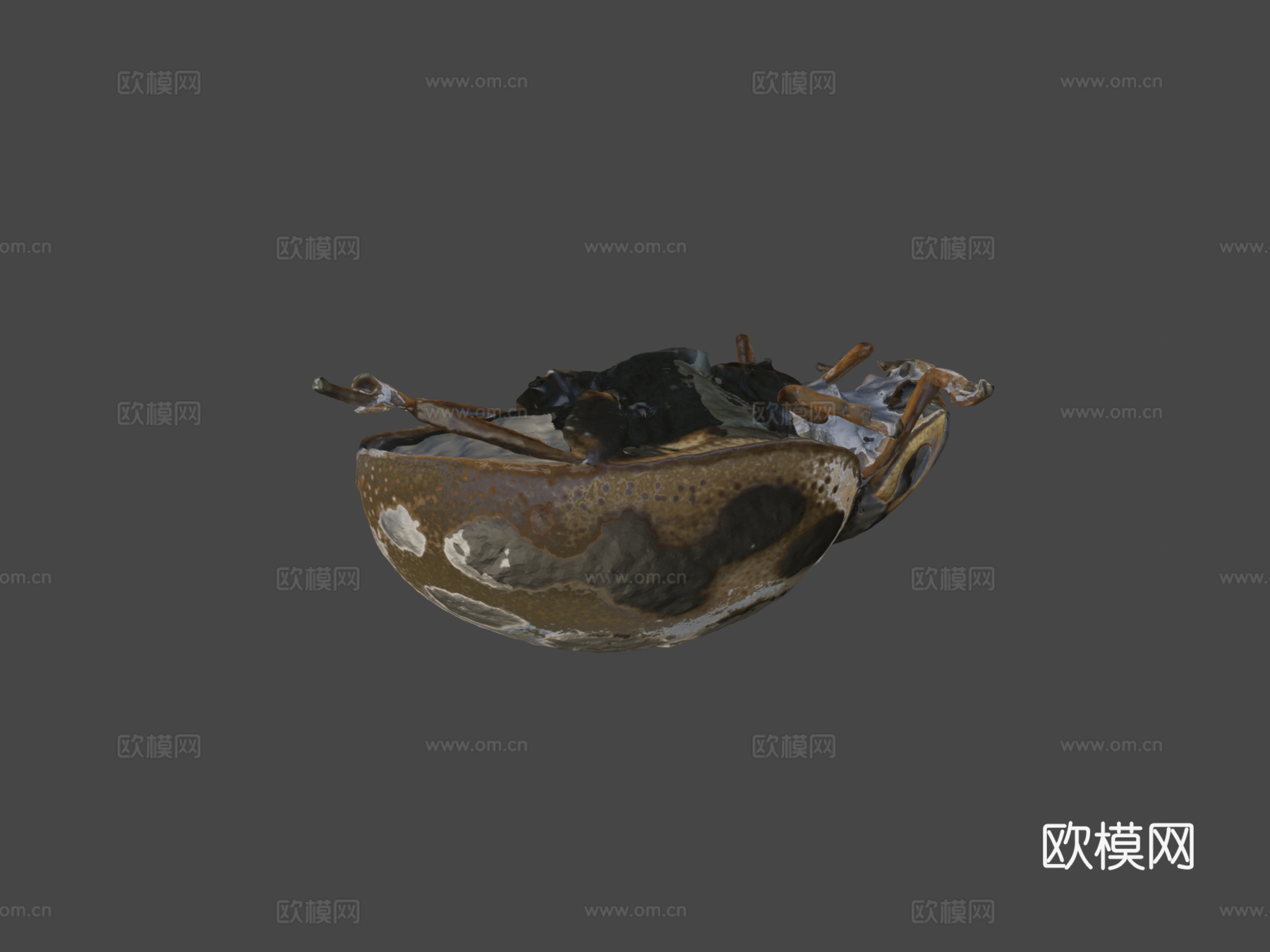 十六点瓢虫(自然历史数字档案)3d模型