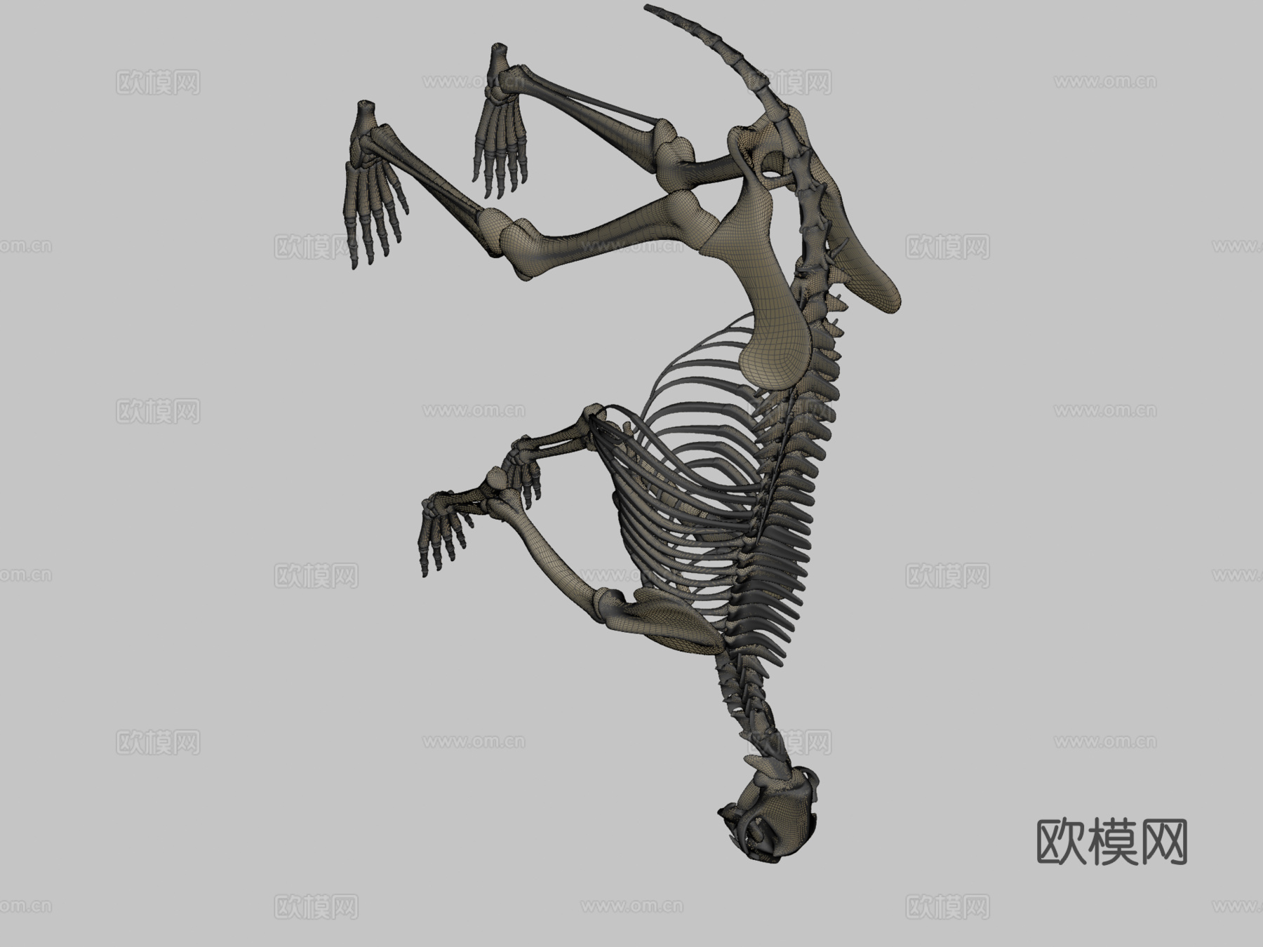 熊骨架3d模型