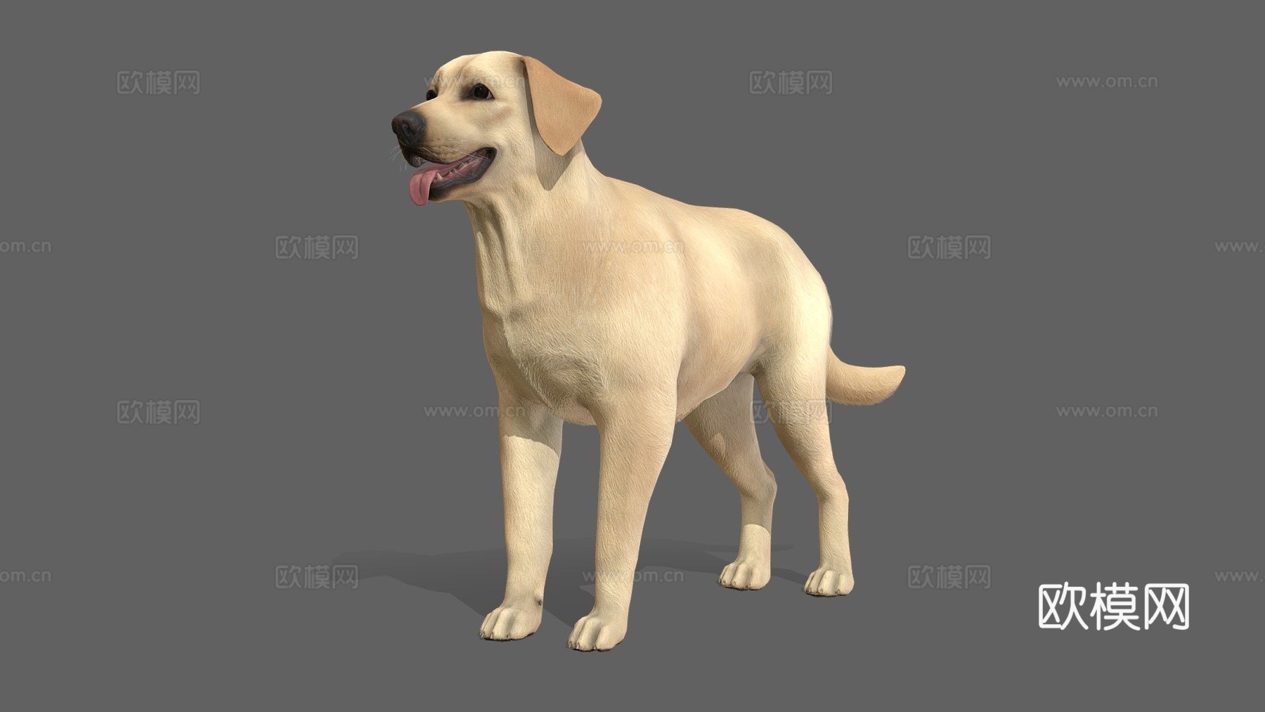 狗狗-拉布拉多v02版3d模型