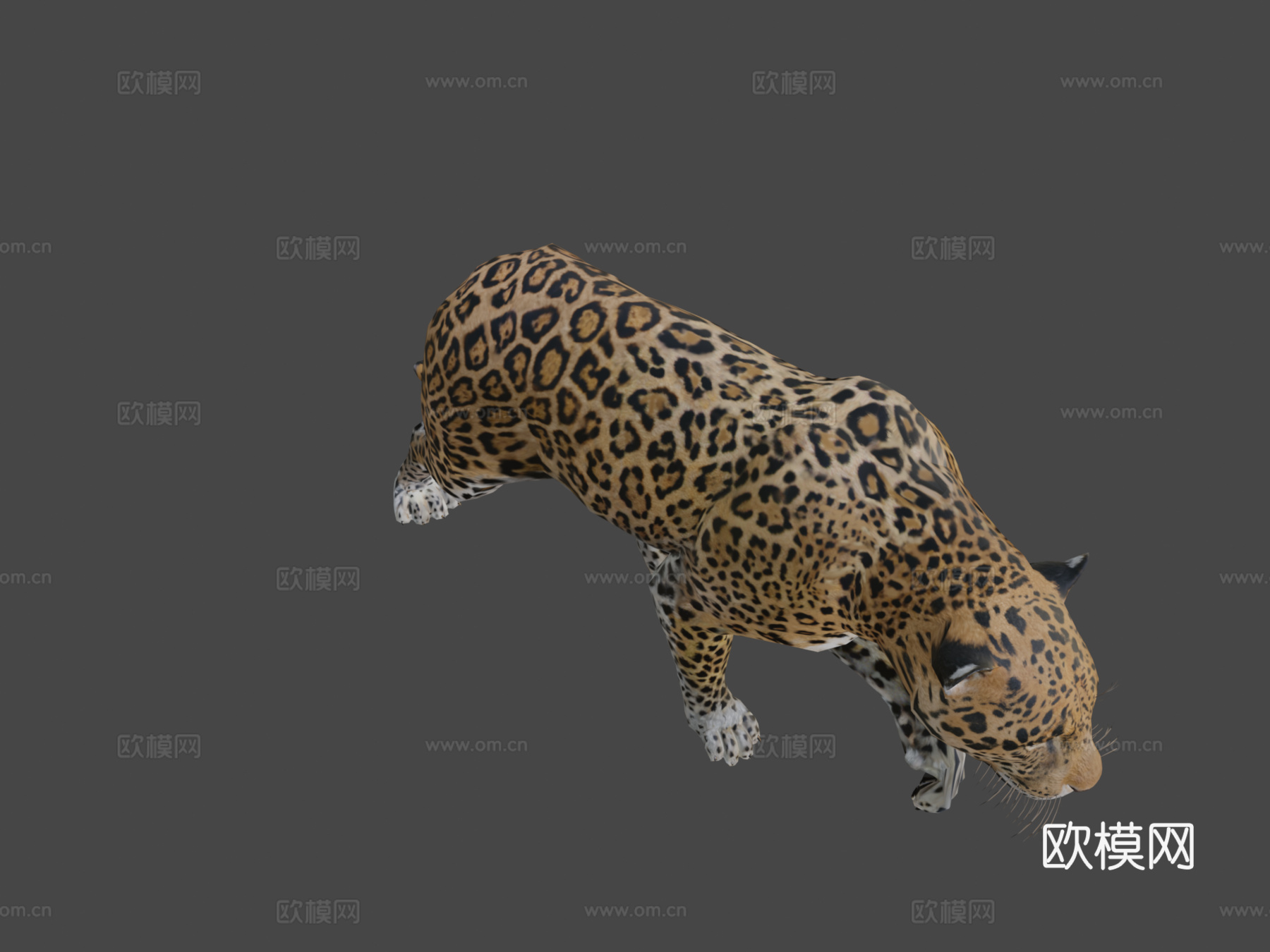 美洲虎3d模型