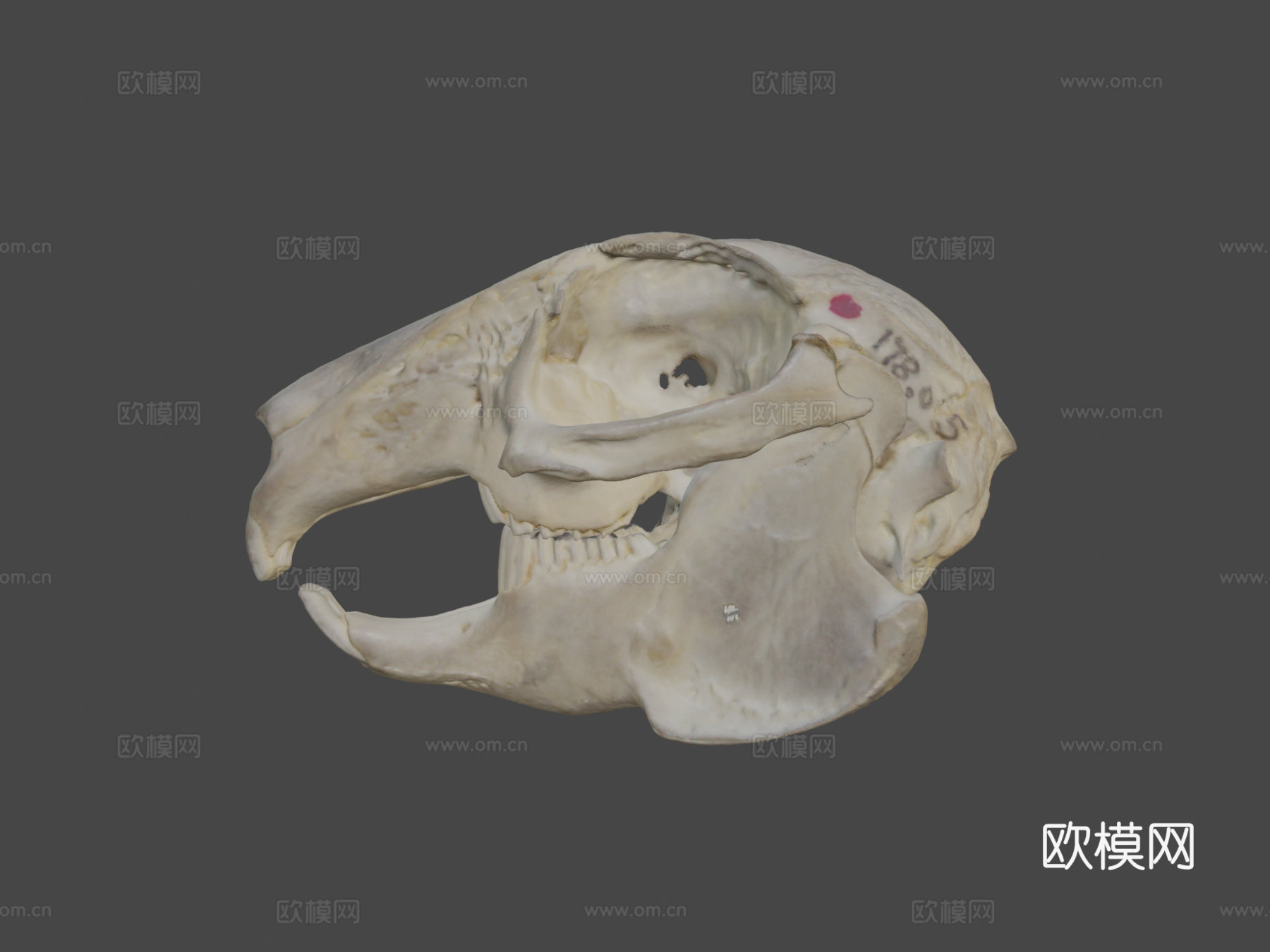 兔头骨3d模型