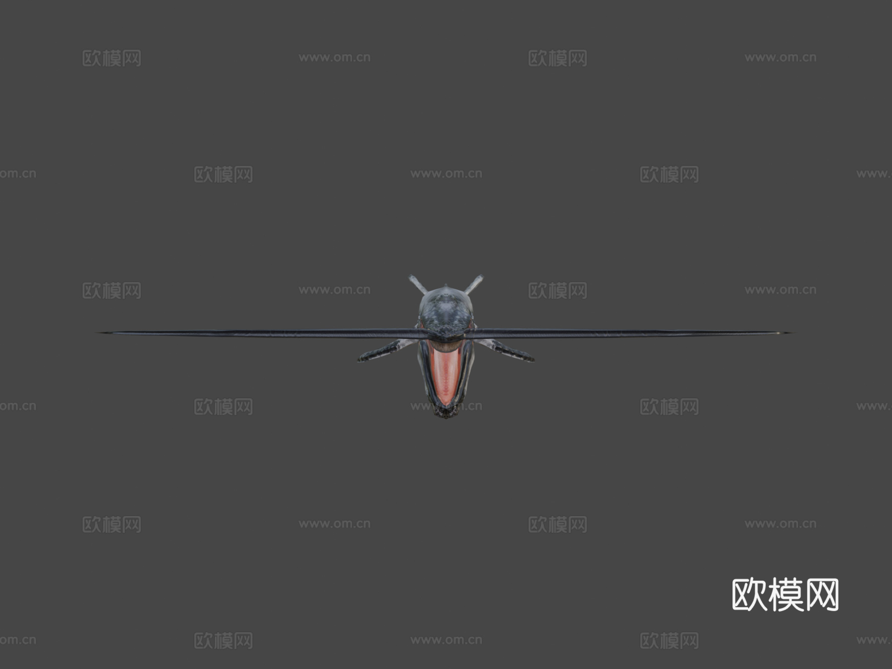须鲸3d模型