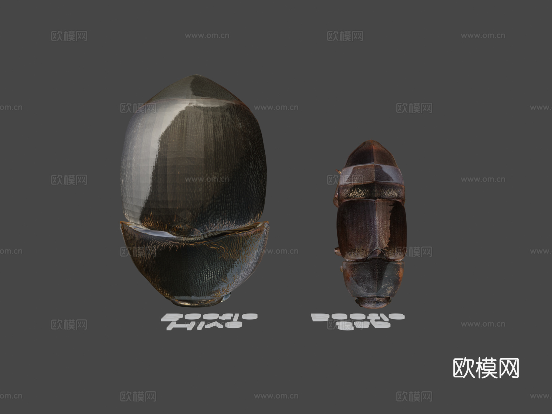 树汁与蜂甲虫对比3d模型