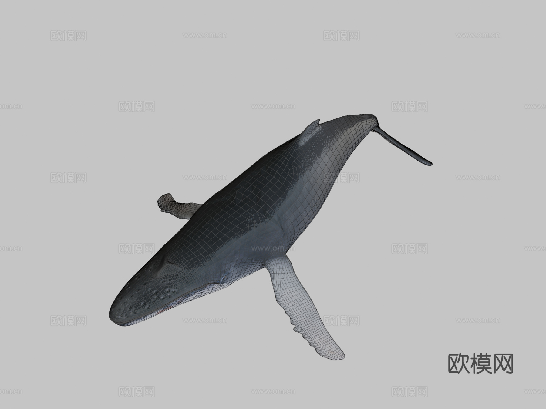 鲸鱼3d模型
