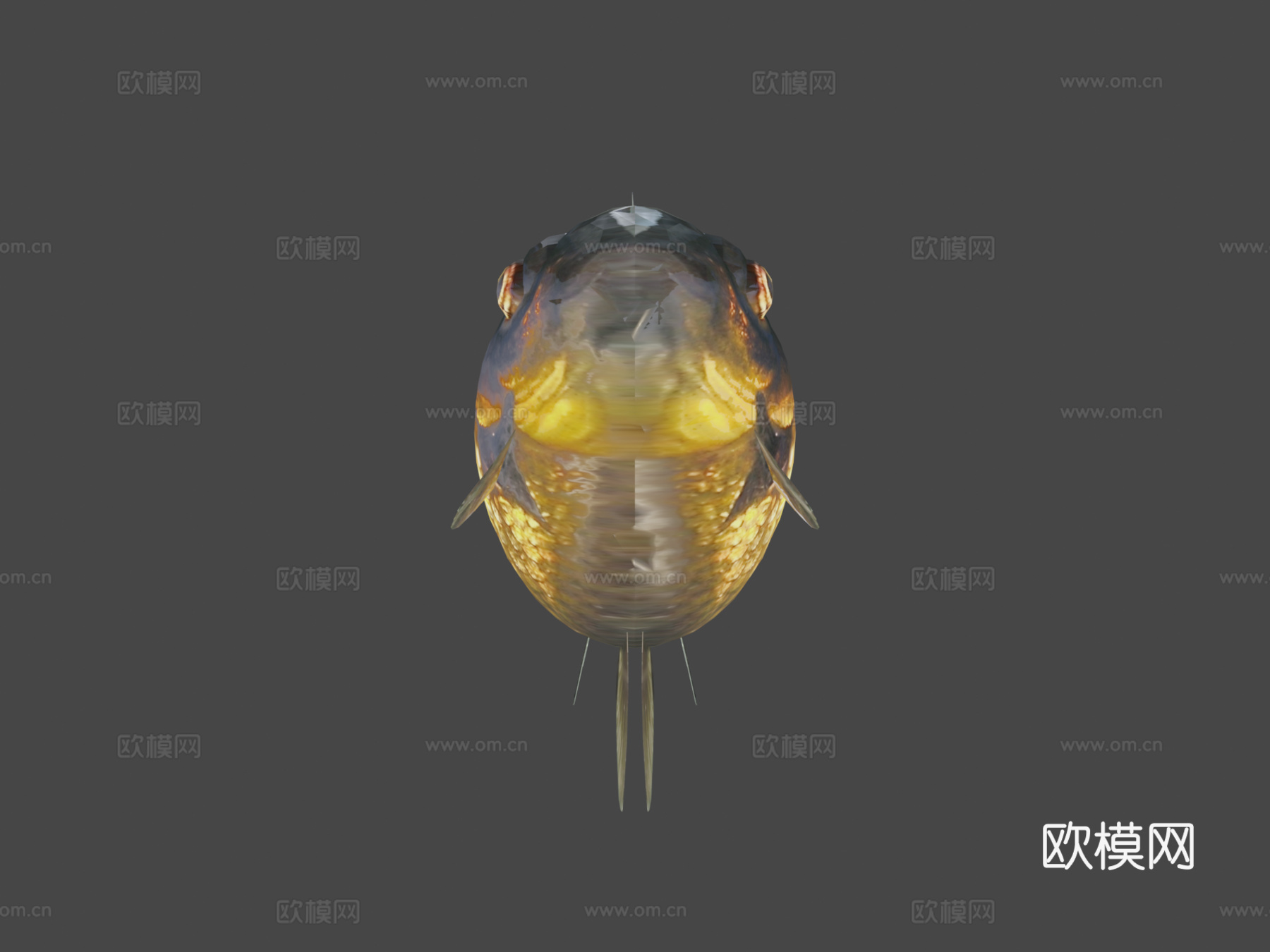 黑沼金鱼(Smoothie-3D上传)3d模型