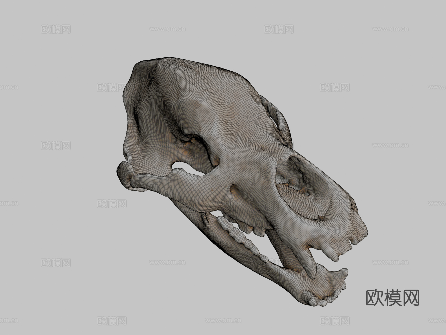 洞穴熊头骨3d模型