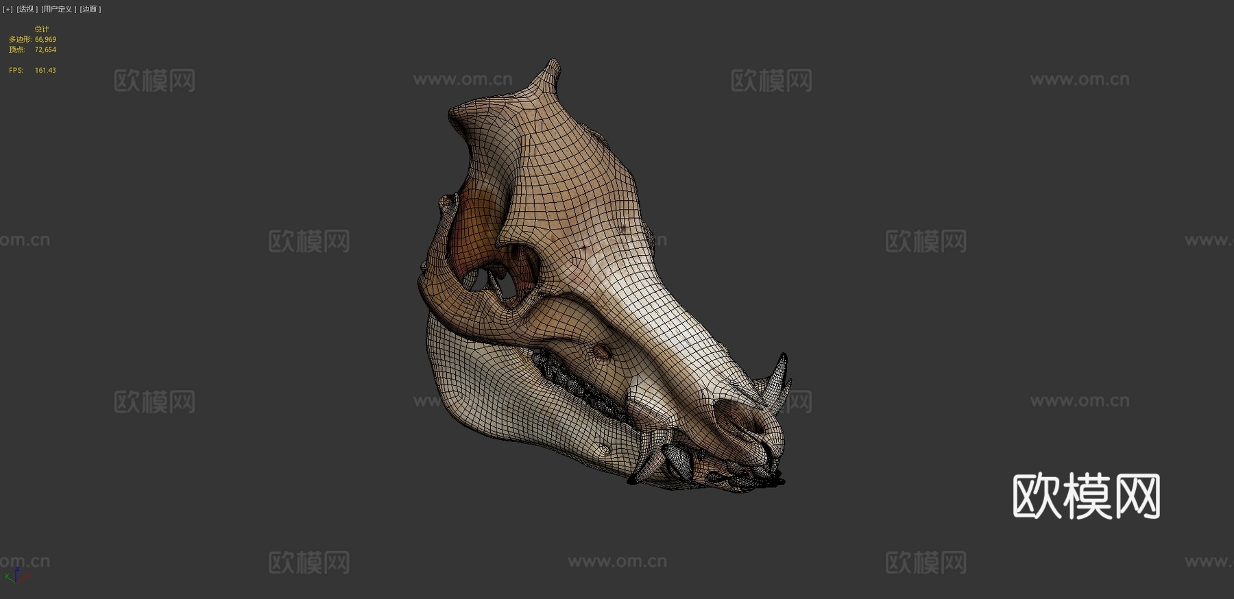 野猪头骨3d模型