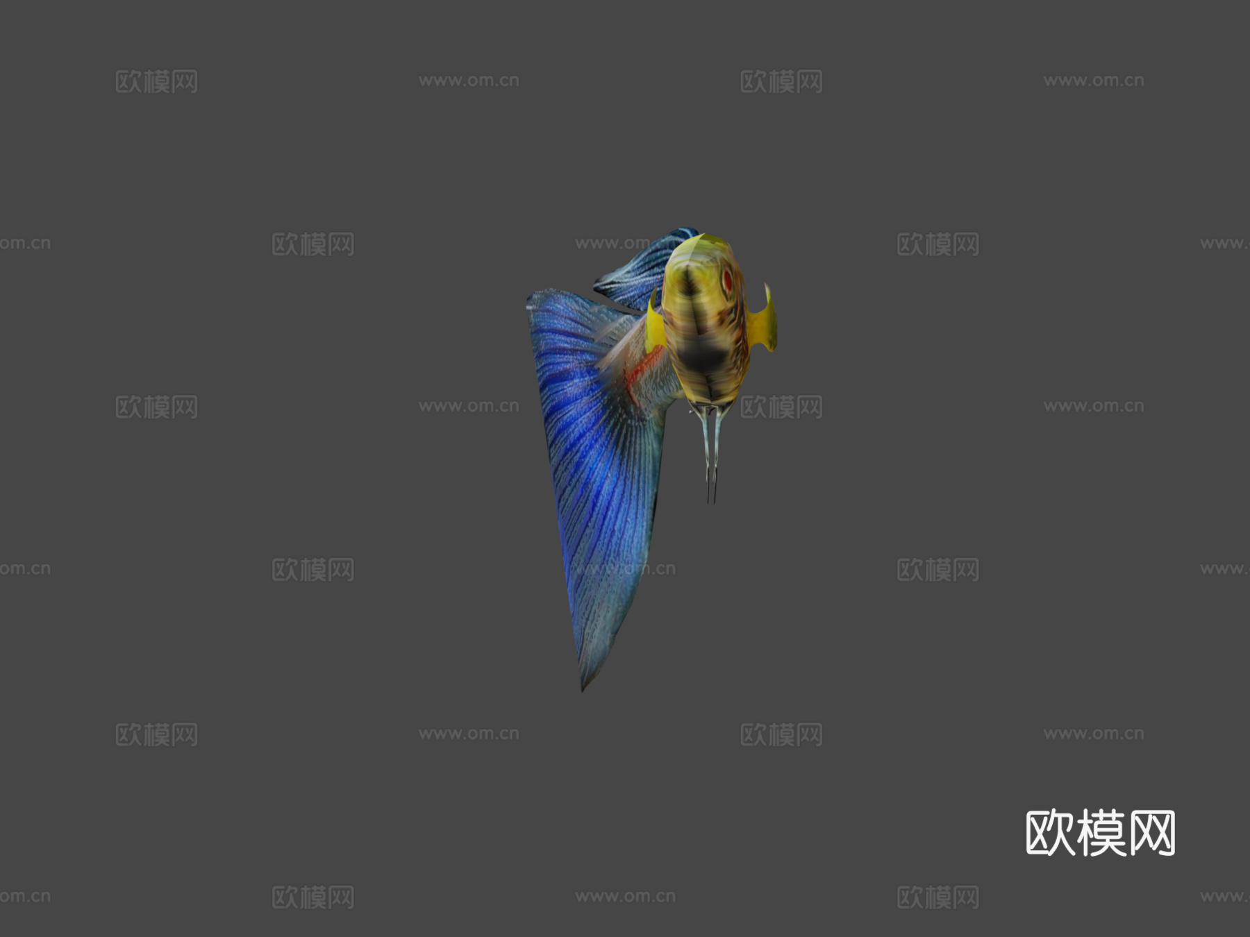 孔雀鱼动画3d模型