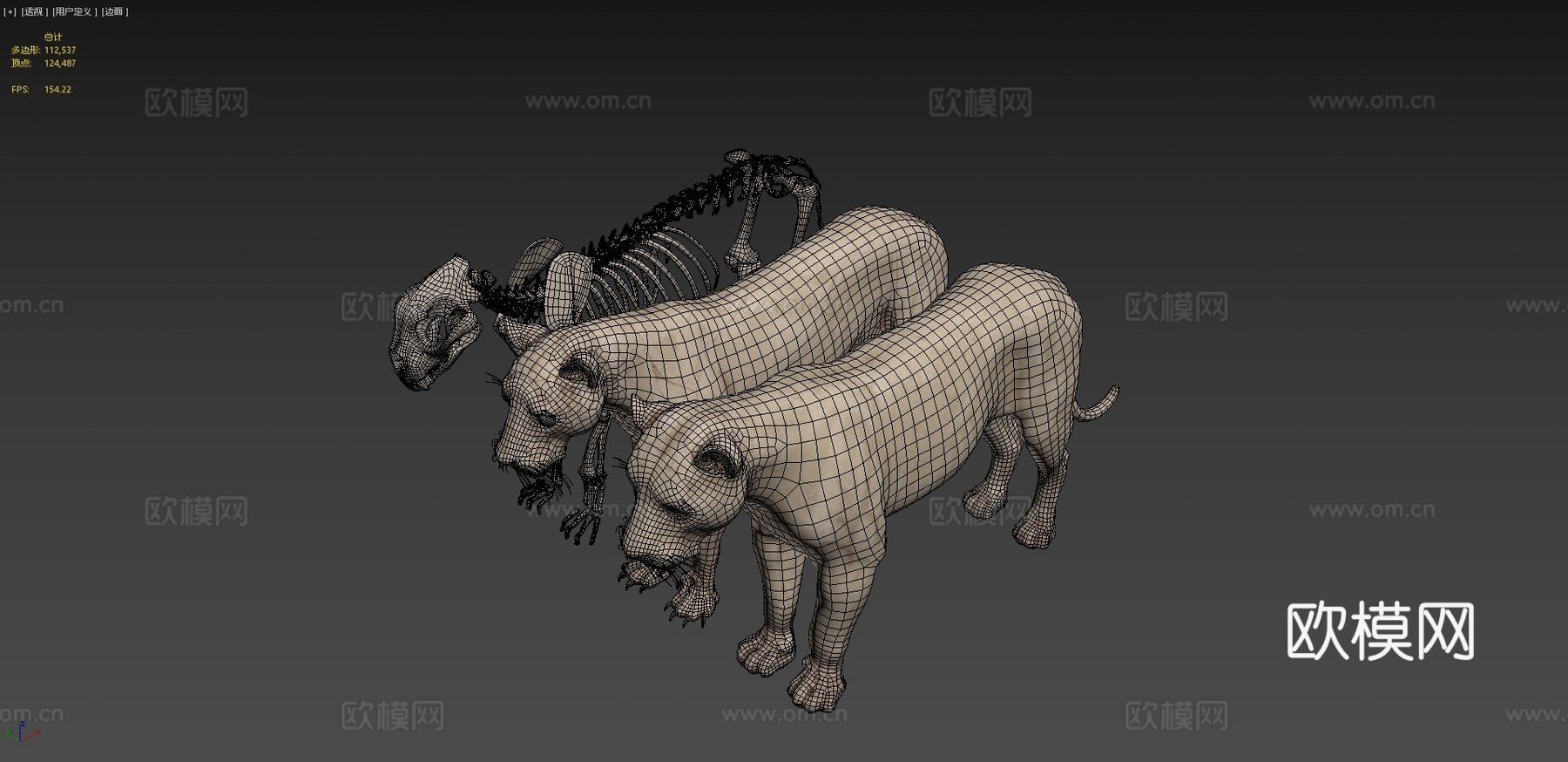 动物狮子解剖皮肤剥离3d模型