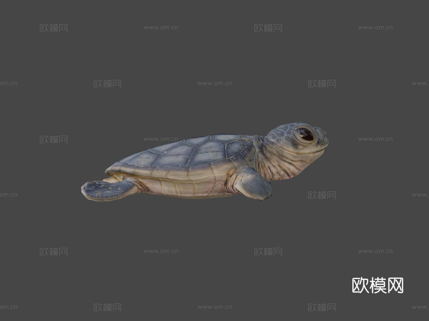 游戏级乌龟3d模型