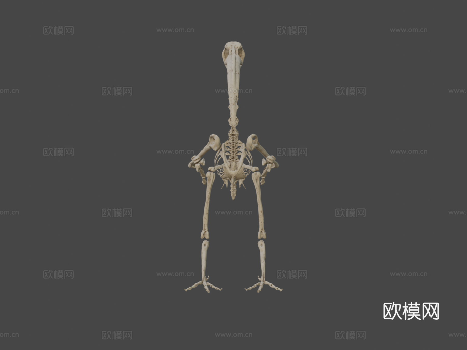 鸟类骨架朱鹭3d模型