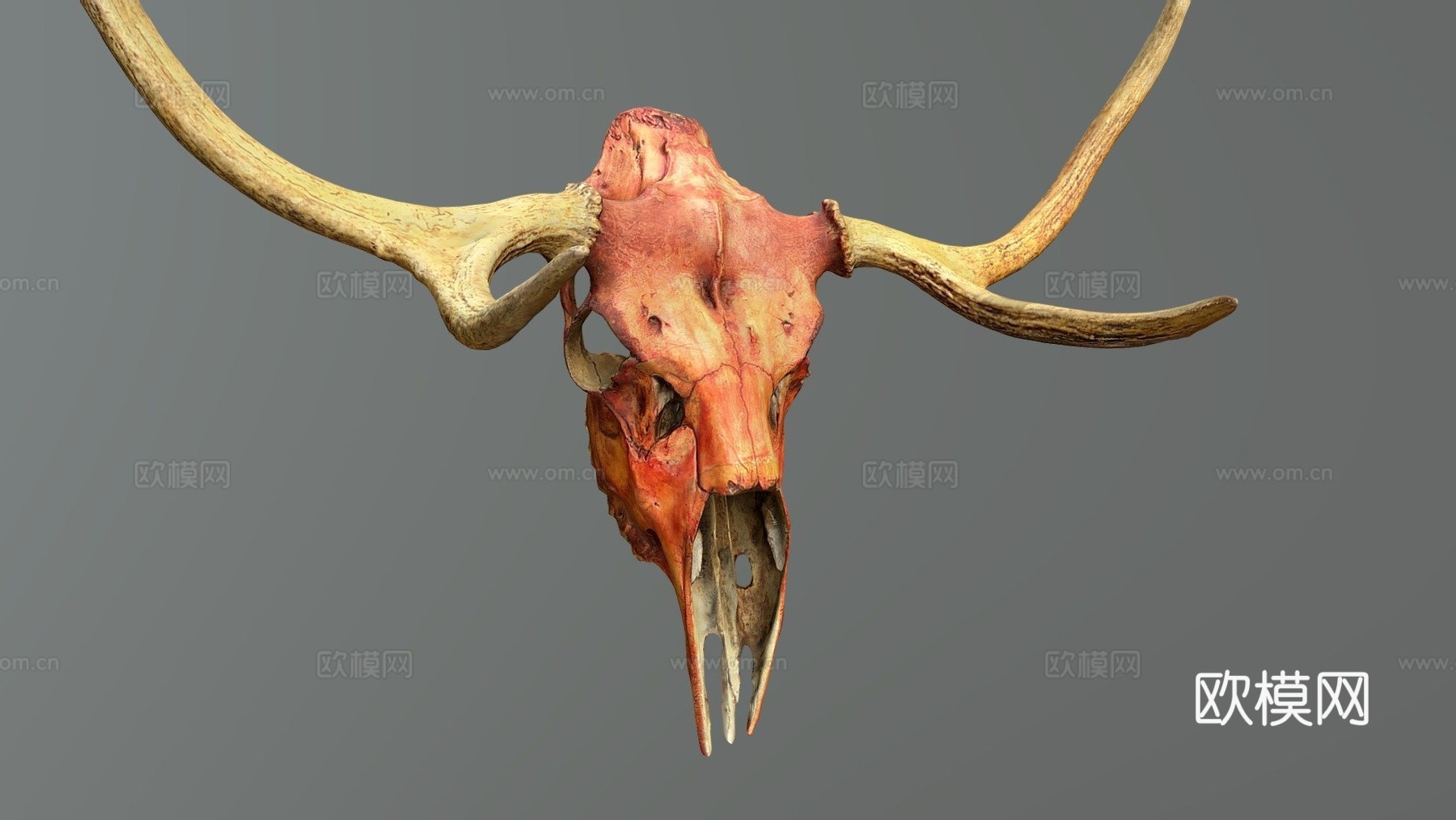 鹿头骨-照片扫描3d模型