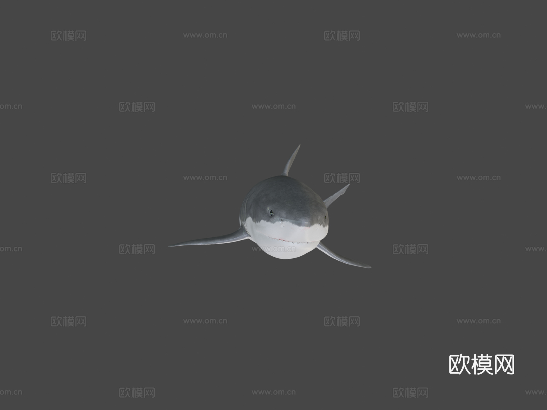 大白鲨-绑定与动画3d模型