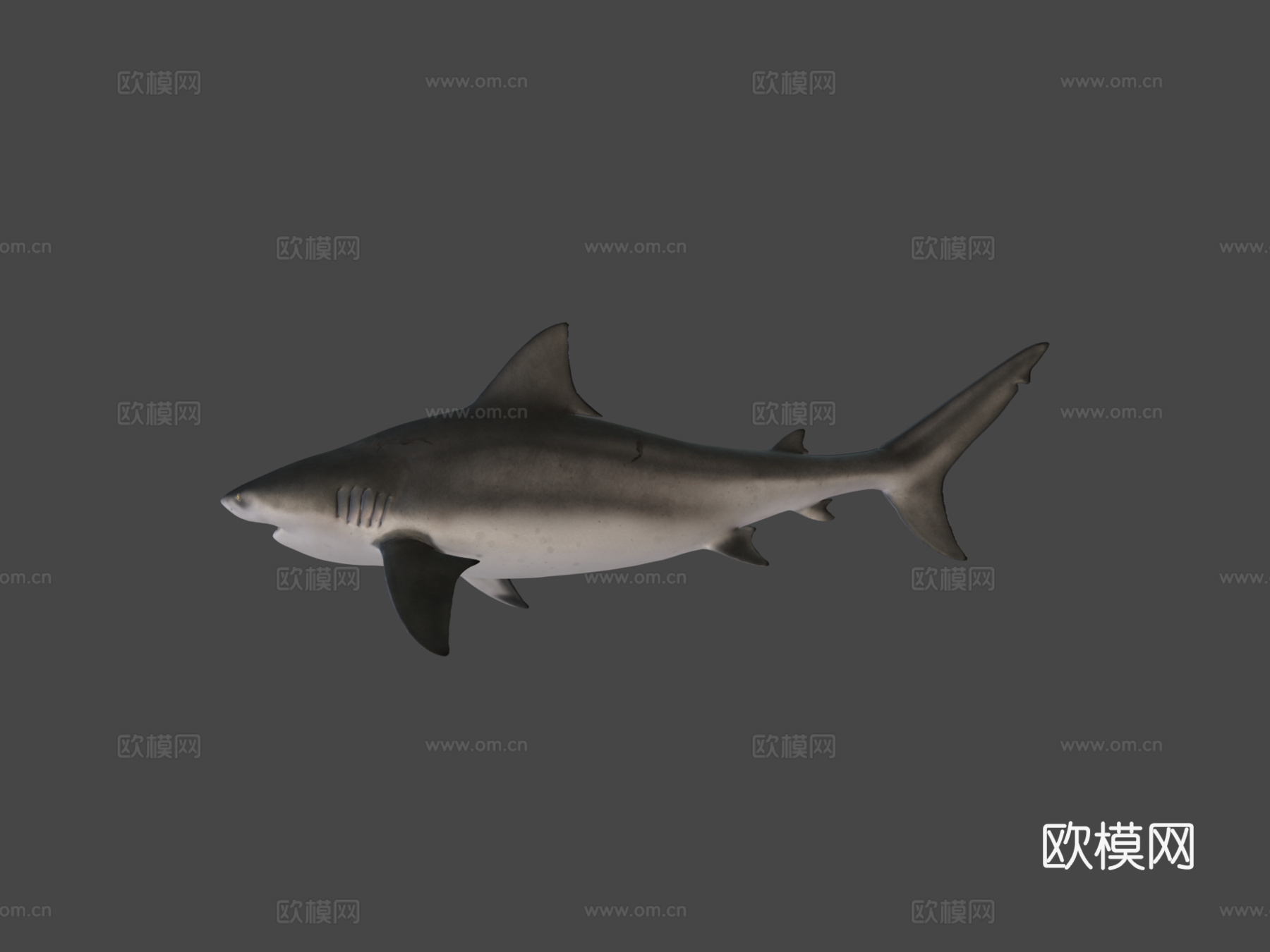 公牛鲨3d模型