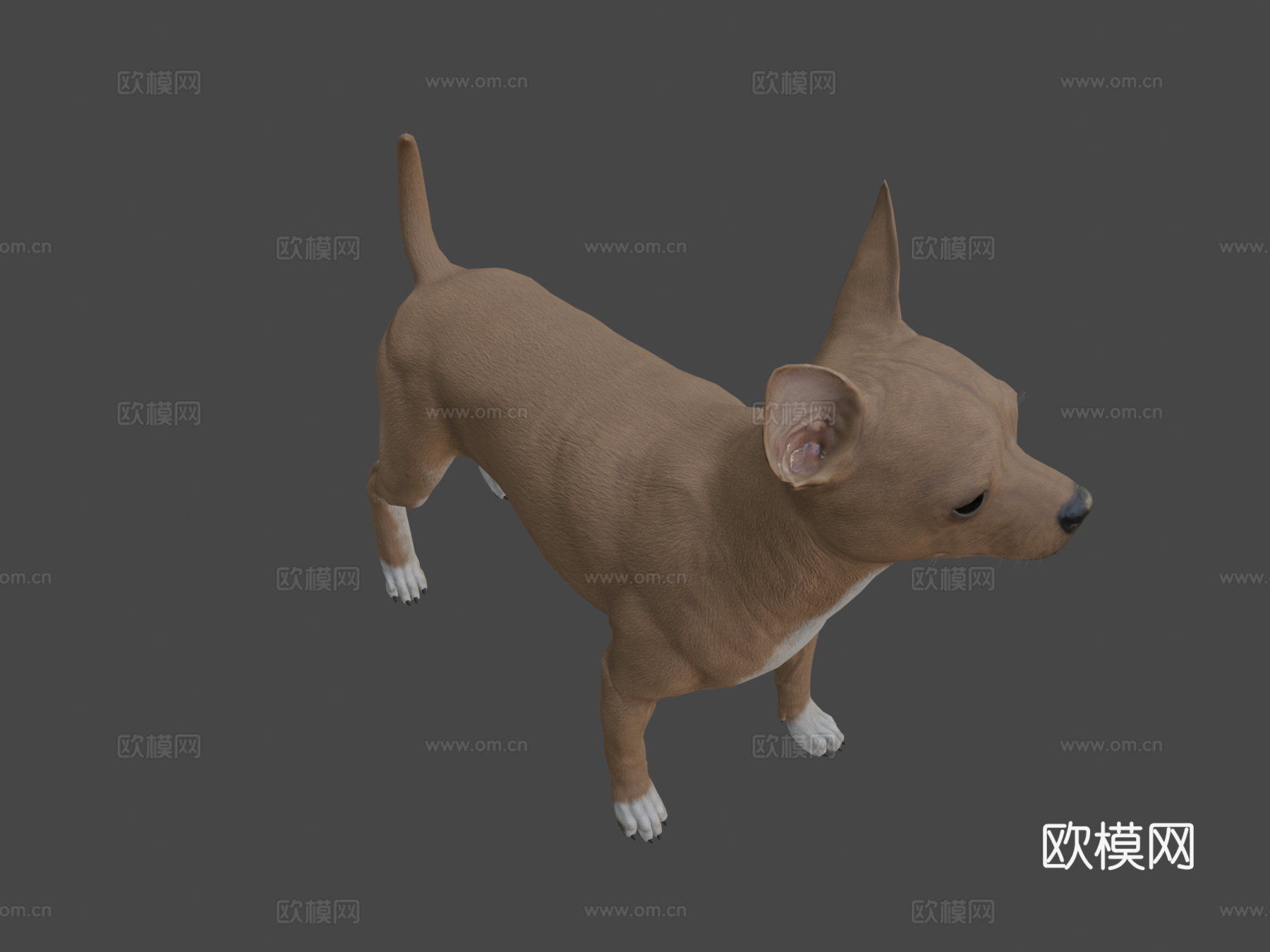 吉娃娃3d模型