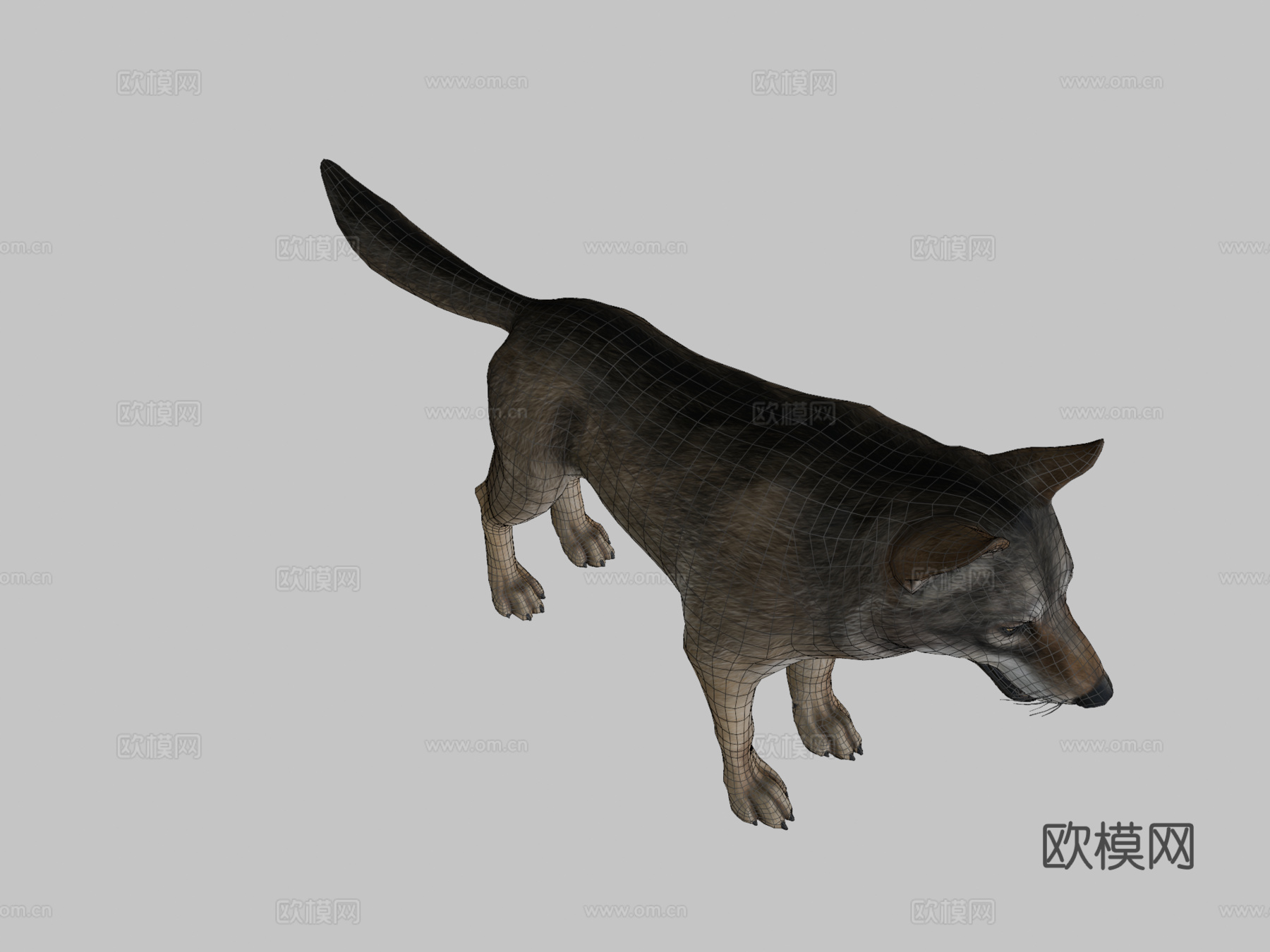 狼动画3d模型
