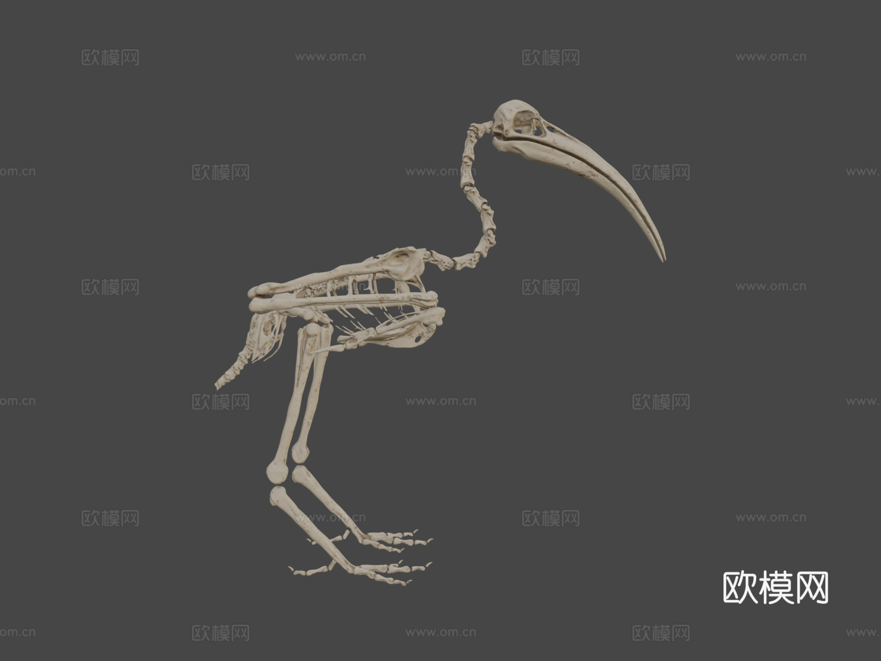 鸟类骨架朱鹭3d模型