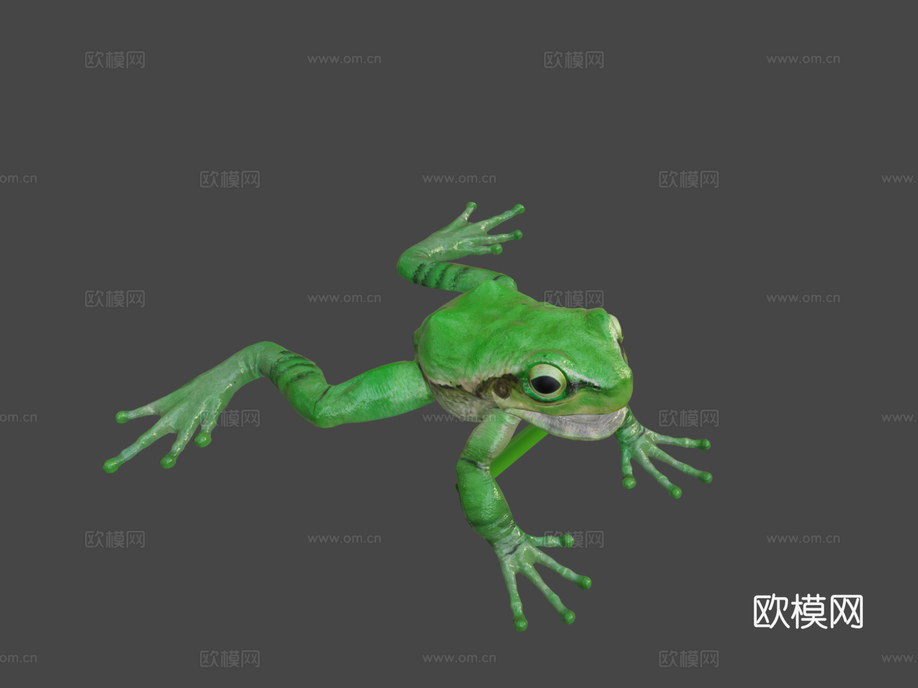 欧洲树蛙3d模型