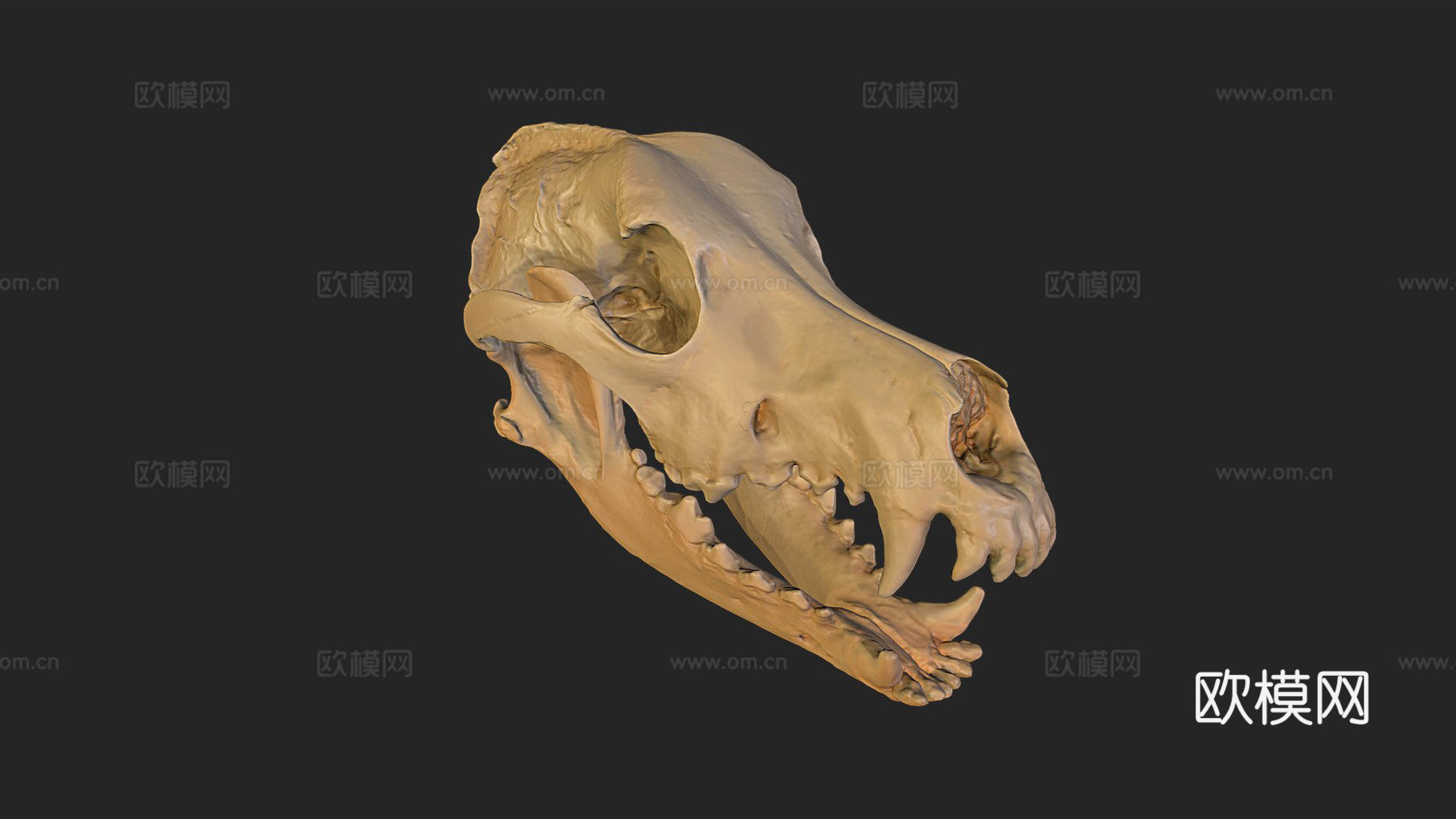 德国牧羊犬头骨3d模型