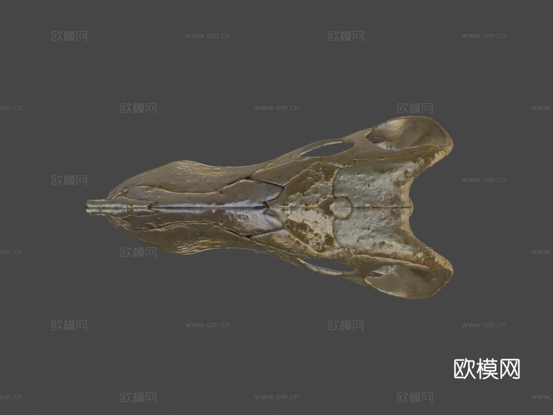 蛇齿龙3d模型