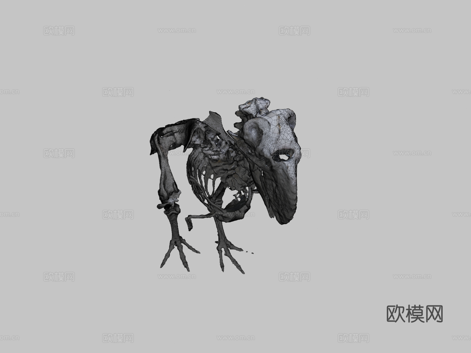 不飞鸟化石骨架3d模型